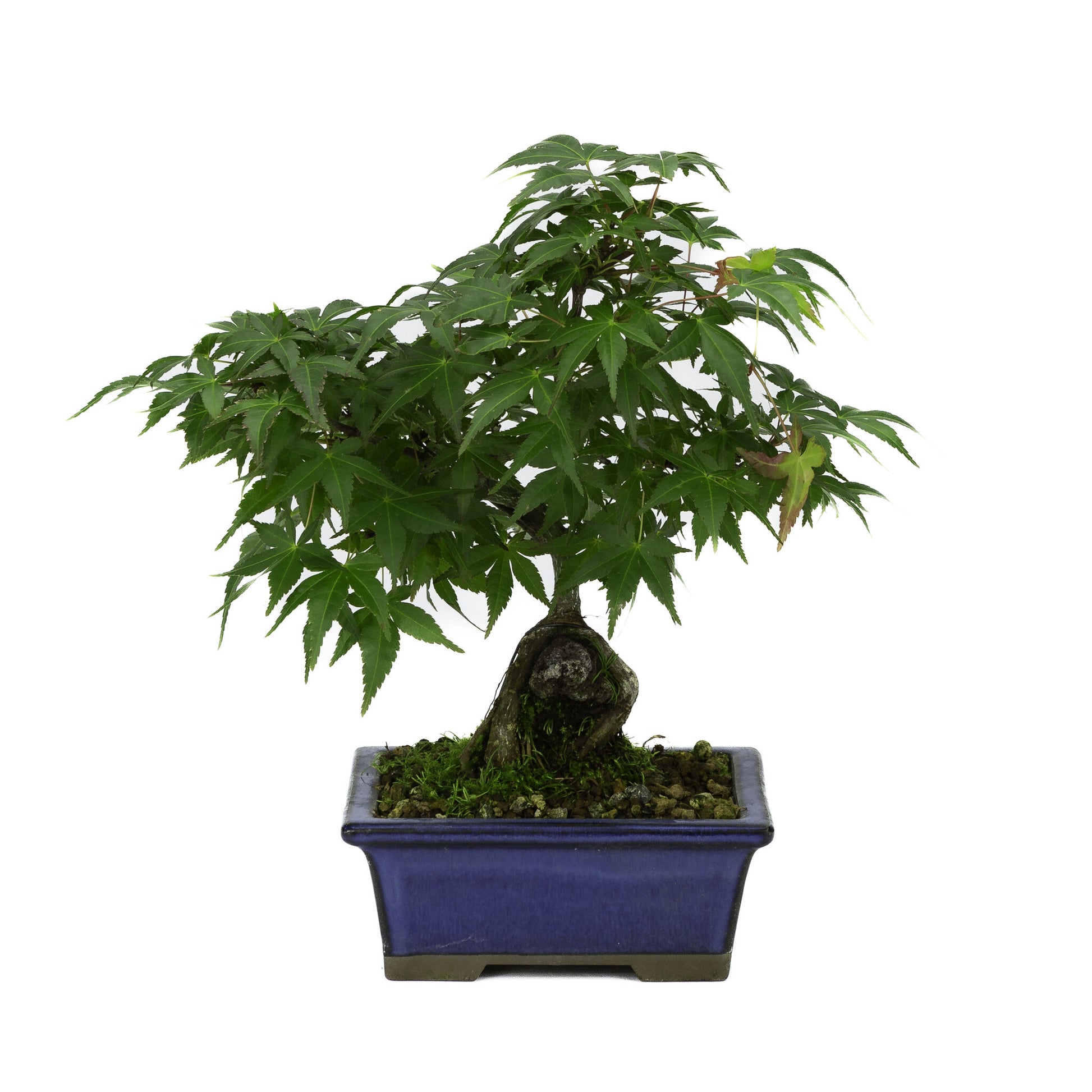 Buiten Bonsai Acer palmatum wortels over rots blauwe rechthoekige pot 13cm, hoogte ~26cm