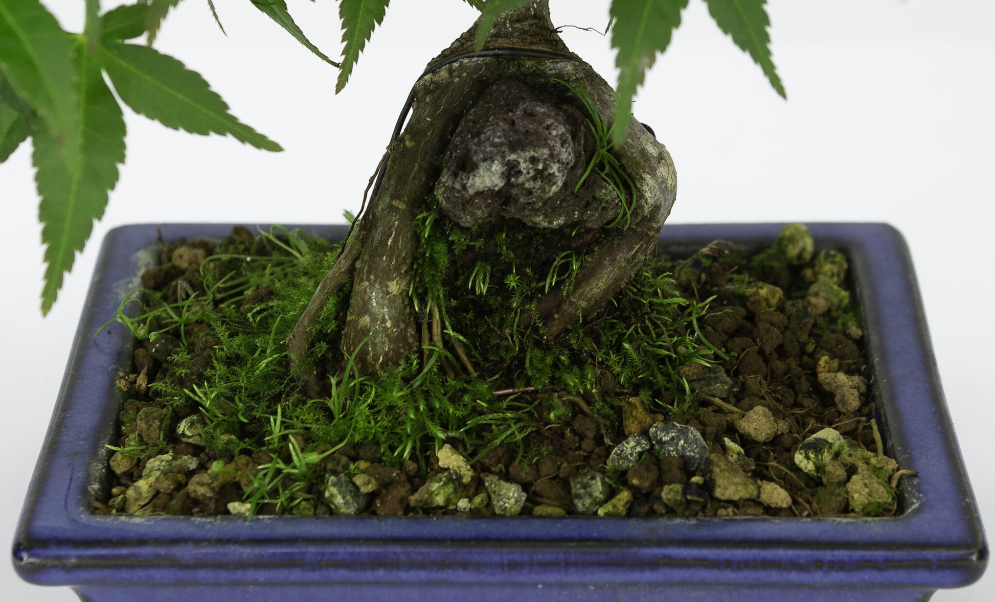 Buiten Bonsai Acer palmatum wortels over rots blauwe rechthoekige pot 13cm, hoogte ~26cm
