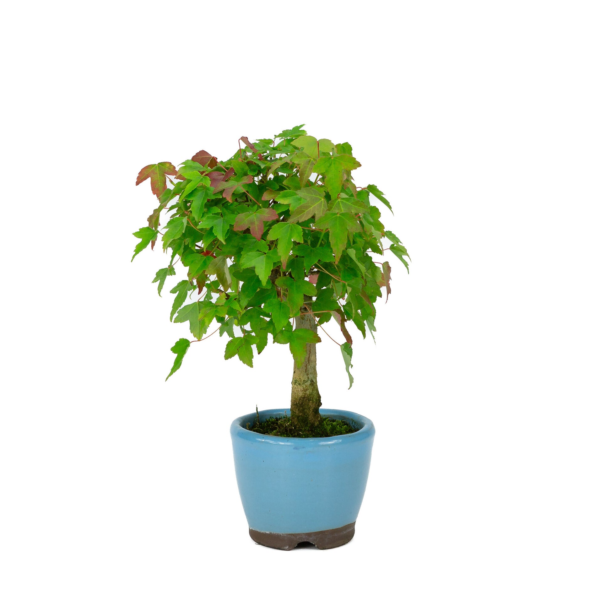 Buiten Shohin Bonsai Acer buergerianum licht blauwe ronde pot 8cm, hoogte ~23cm