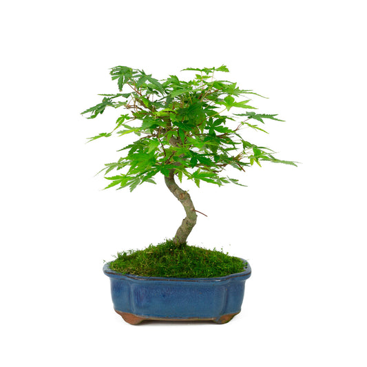 Außenbonsai Acer palmatum blauer Mokko-Schale 17 cm, Höhe ~26 cm