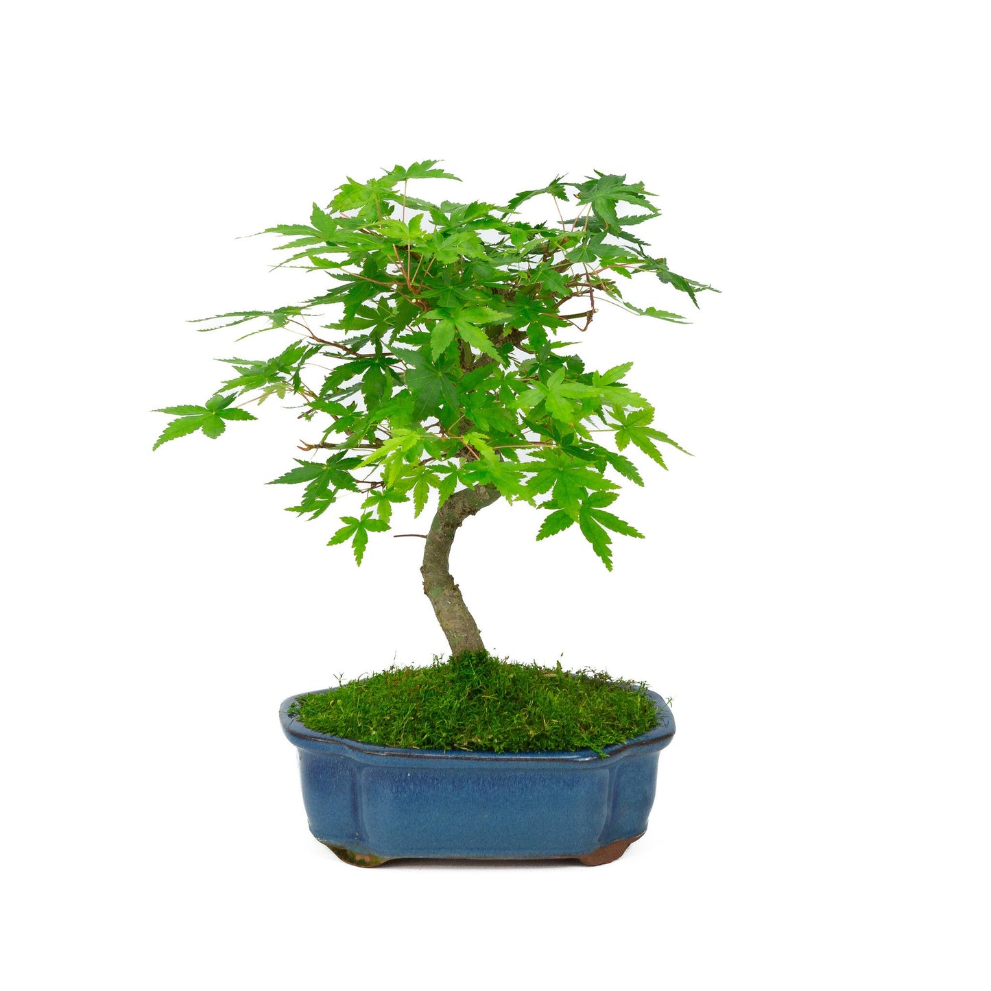 Buiten Bonsai Acer palmatum blauwe Mokko pot 17cm, hoogte ~26cm
