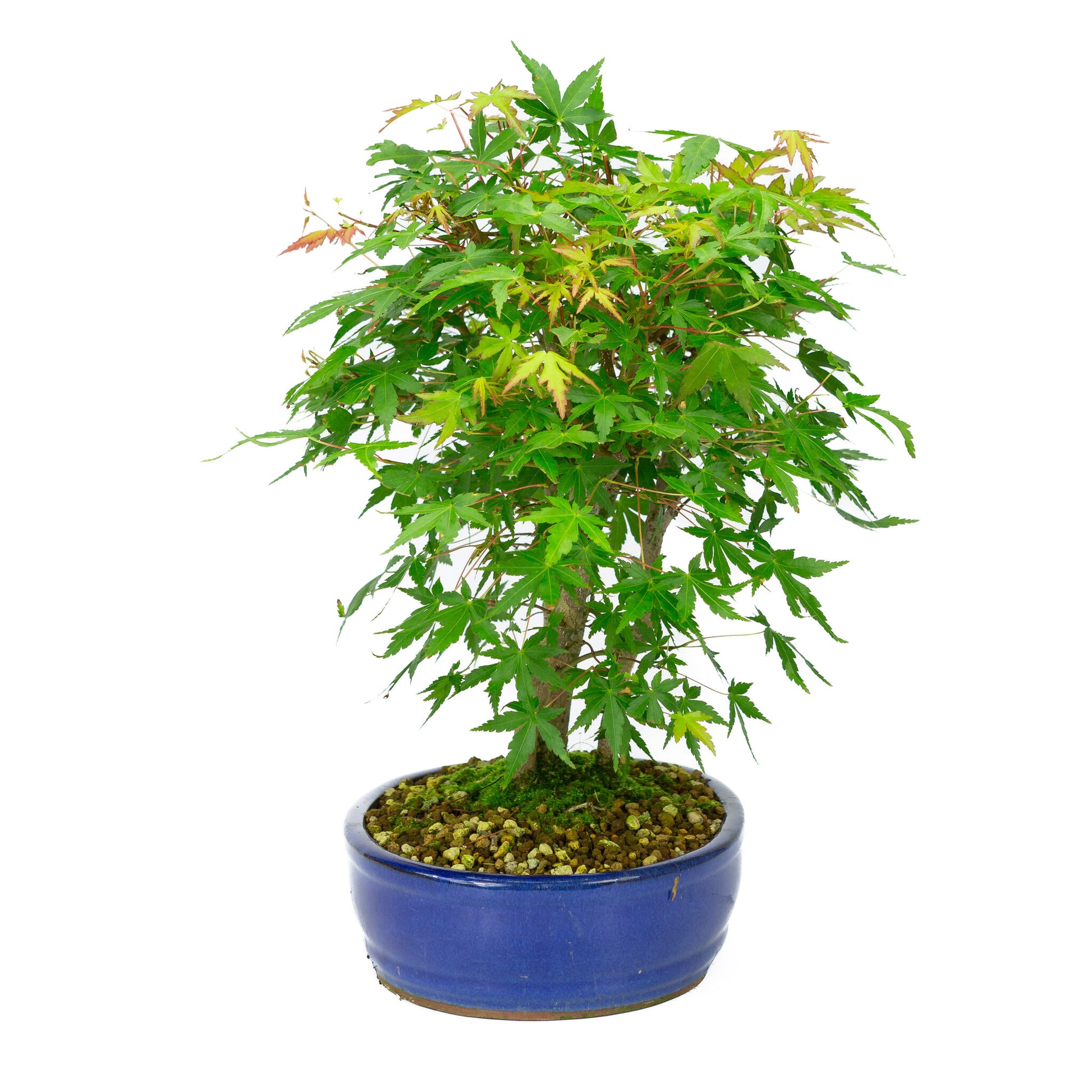 Buiten Bonsai Acer palmatum blauwe ovale pot 22cm, hoogte ~36cm