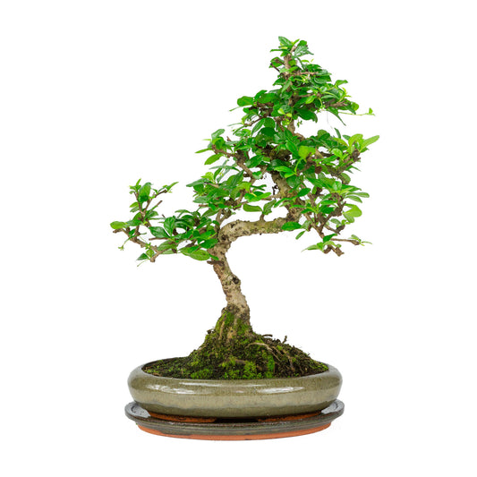 Binnen Bonsai Carmona microphylla shape groene ovale pot 24cm, hoogte ~33cm