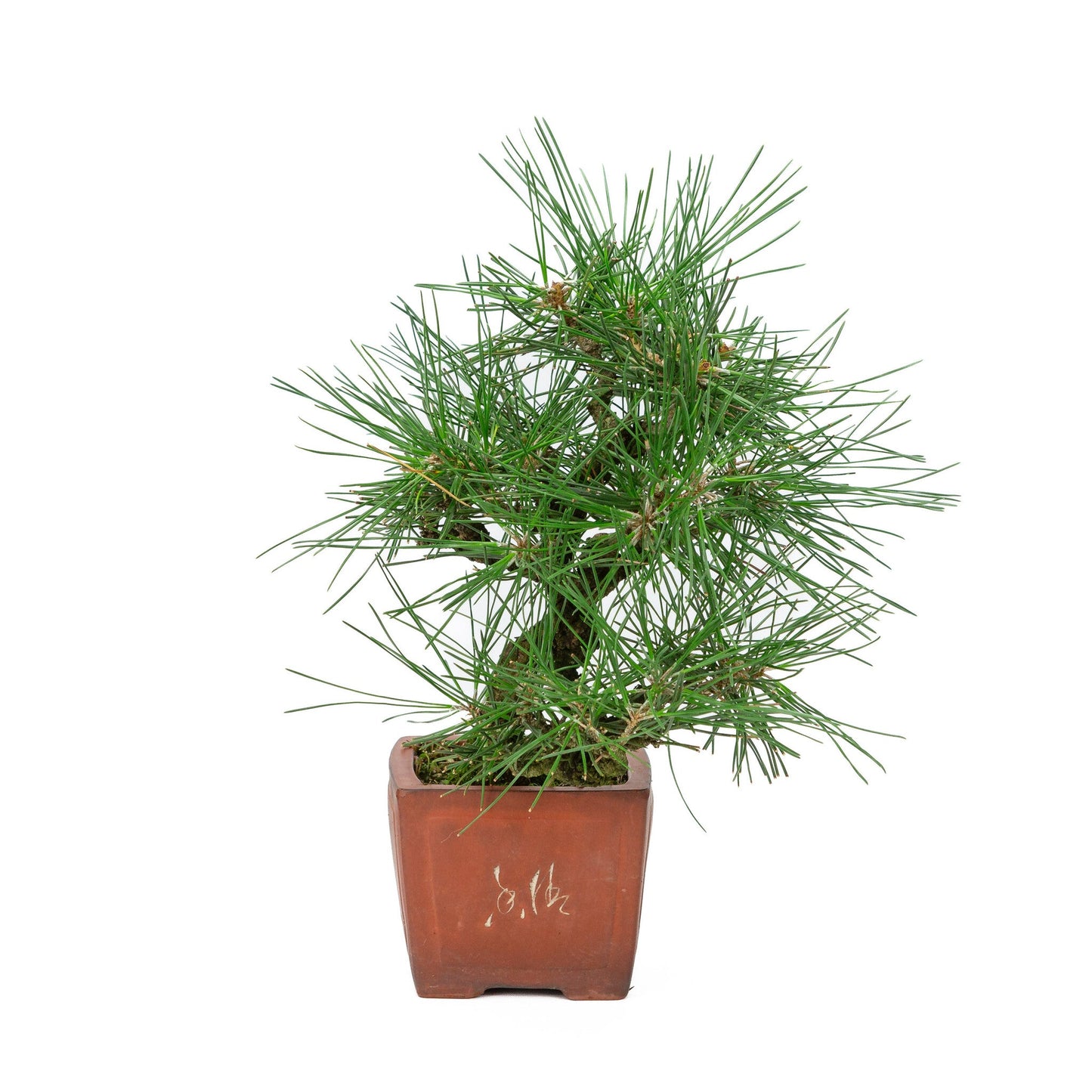 Buiten Bonsai Pinus thunbergii ongeglazuurde vierhoekige pot 11cm, hoogte ~35cm