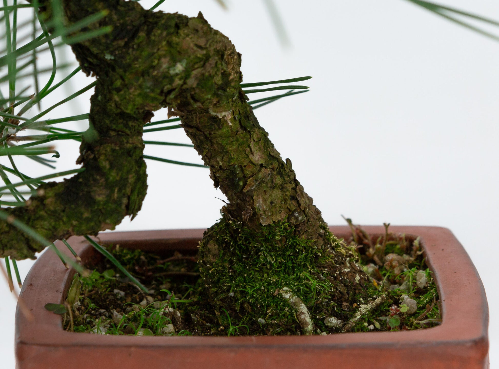 Buiten Bonsai Pinus thunbergii ongeglazuurde vierhoekige pot 11cm, hoogte ~35cm