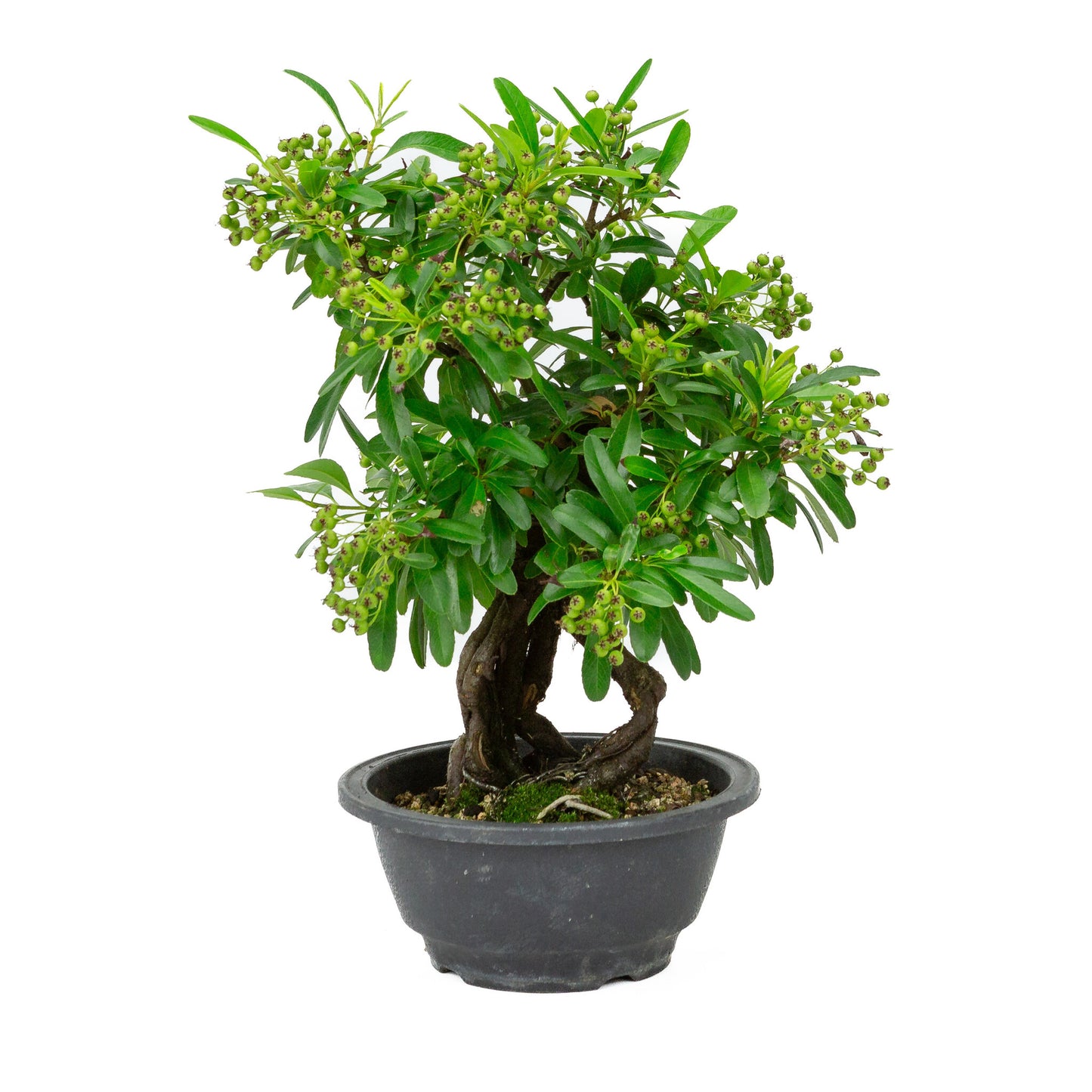 Außenbonsai Pyracantha Kunststoffschale 16 cm, Höhe ~32 cm