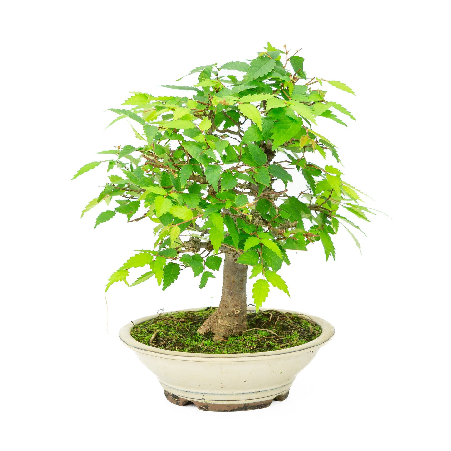 Außenbonsai Zelkova serrata cremefarbener runde Schale 20 cm, Höhe ~32 cm