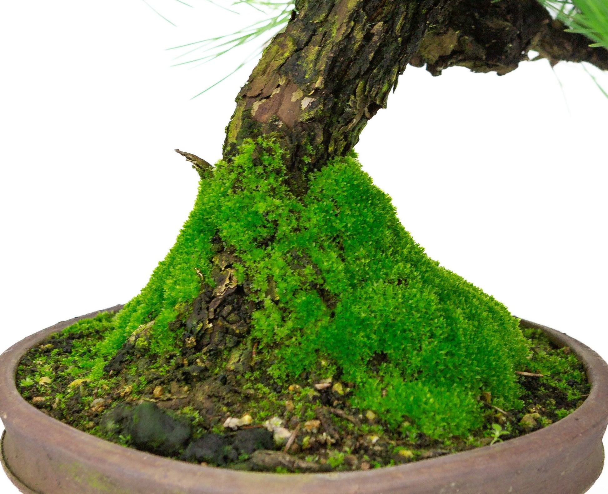 Buiten Bonsai Pinus thunbergii ronde ongeglazuurde pot 20cm, hoogte ~37cm