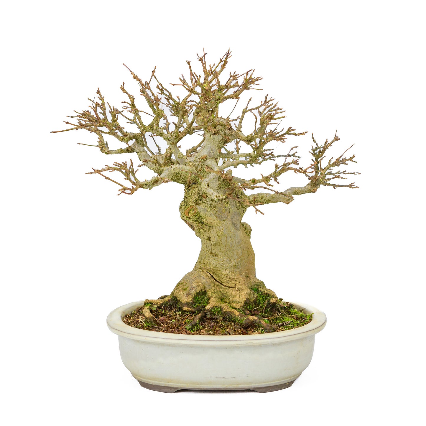 Outdoor-Bonsai Acer buergerianum cremefarbener ovale Schale 25 cm, Höhe ~36 cm