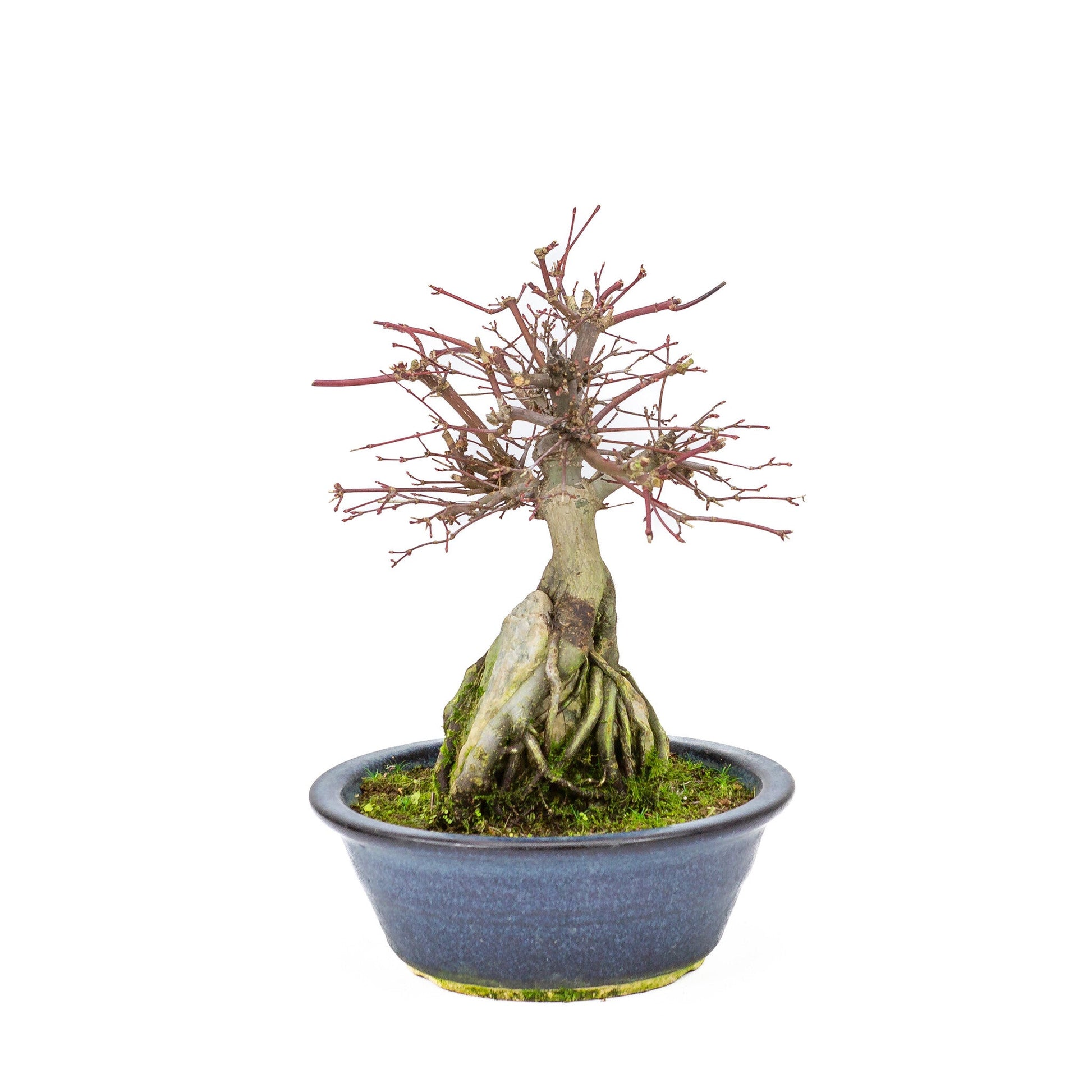 Buiten Bonsai Acer palmatum 'Deshojo' blauwe ronde pot 20 cm, hoogte ~31cm