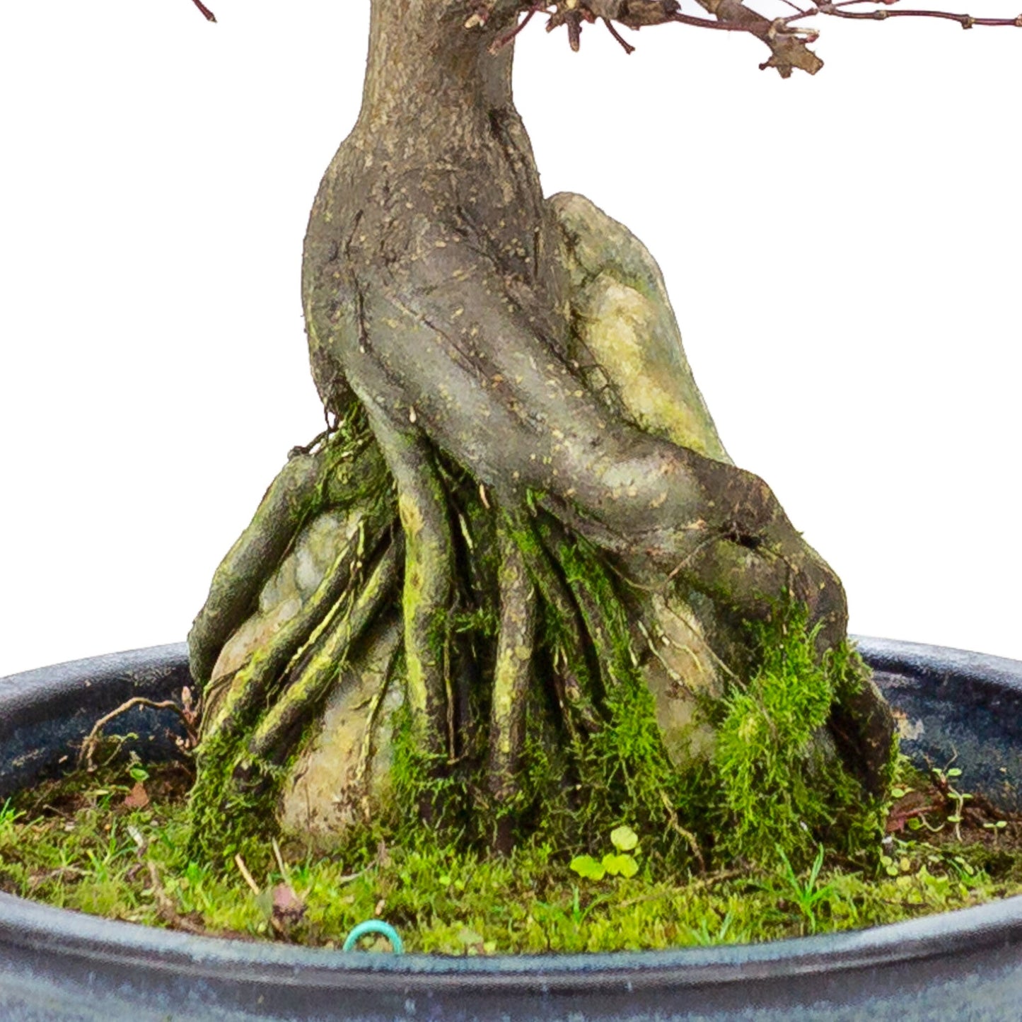 Buiten Bonsai Acer palmatum 'Deshojo' blauwe ronde pot 20 cm, hoogte ~31cm