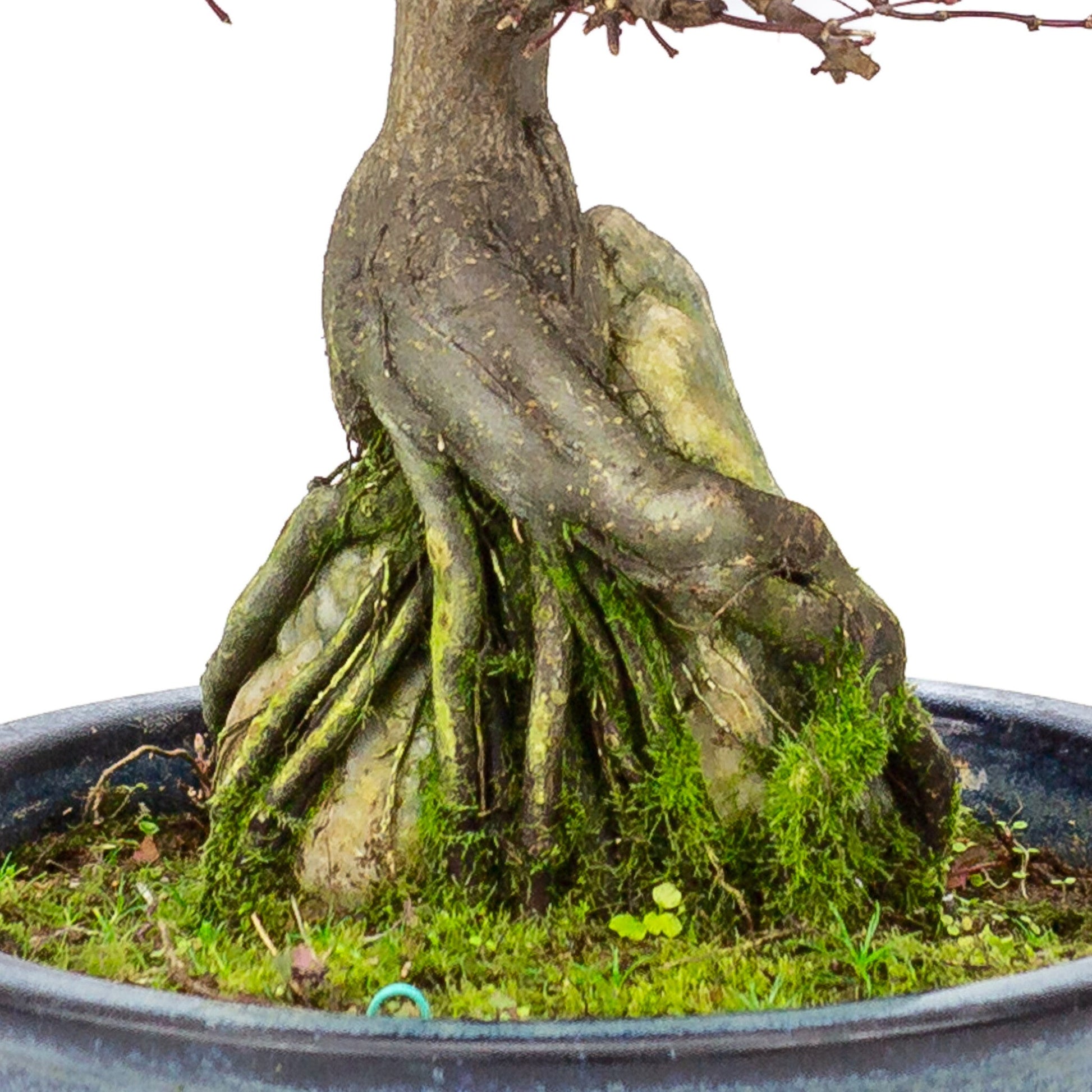 Buiten Bonsai Acer palmatum 'Deshojo' blauwe ronde pot 20 cm, hoogte ~31cm