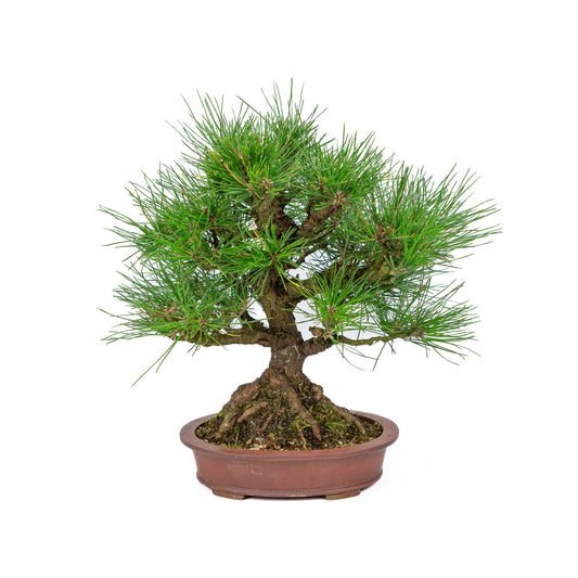 Buiten Bonsai Pinus thunbergii ongeglazuurde ovale pot 19cm, hoogte ~30cm 