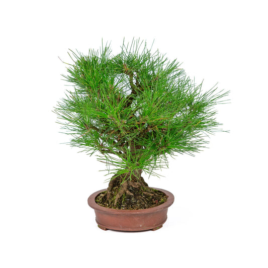 Buiten Bonsai Pinus thunbergii ongeglazuurde ovale pot 19cm, hoogte ~30cm