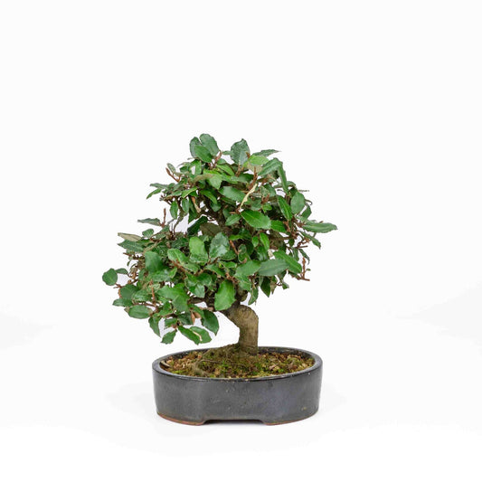 Außenbonsai Elaeagnus pungens dunkelBlaue ovale Schale 15 cm, Höhe 24 cm