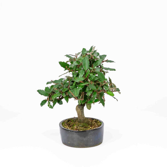 Buiten Bonsai Elaeagnus pungens donker blauwe ovale pot 15cm, hoogte 24cm
