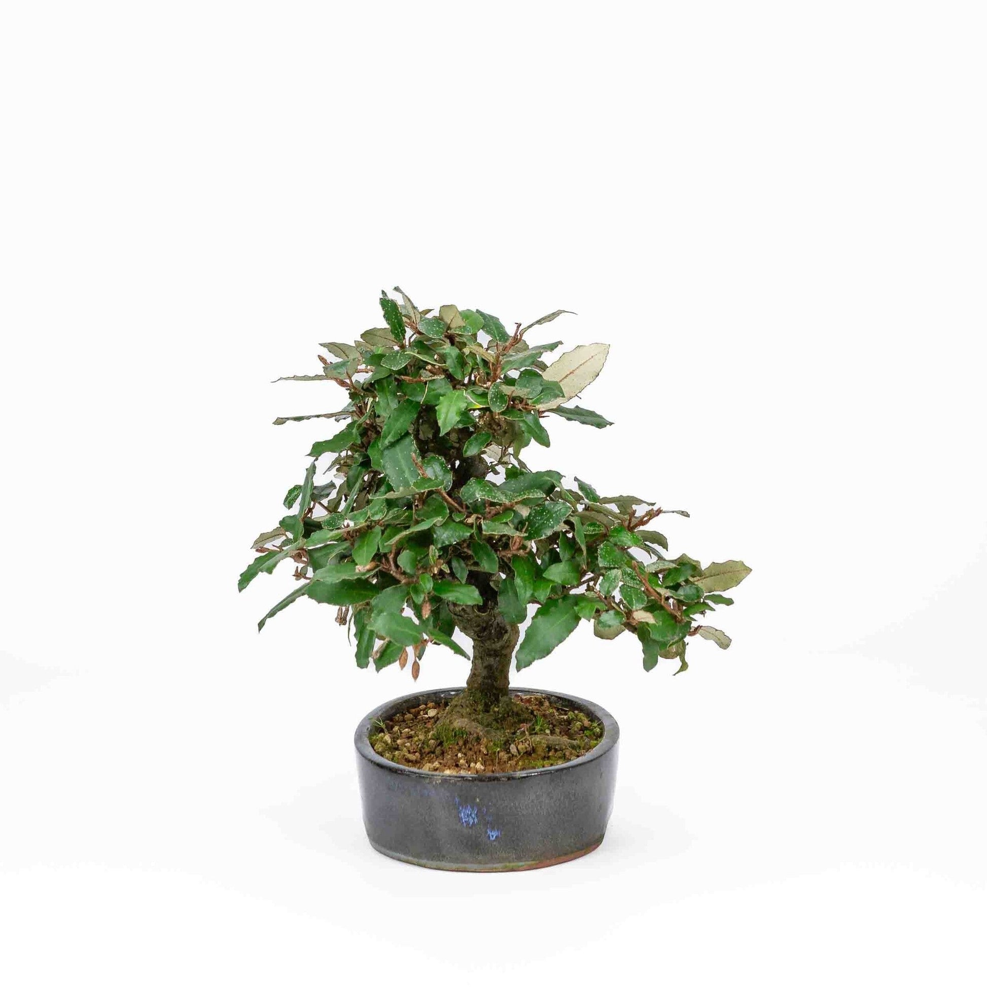 Buiten Bonsai Elaeagnus pungens donker blauwe ovale pot 15cm, hoogte 24cm