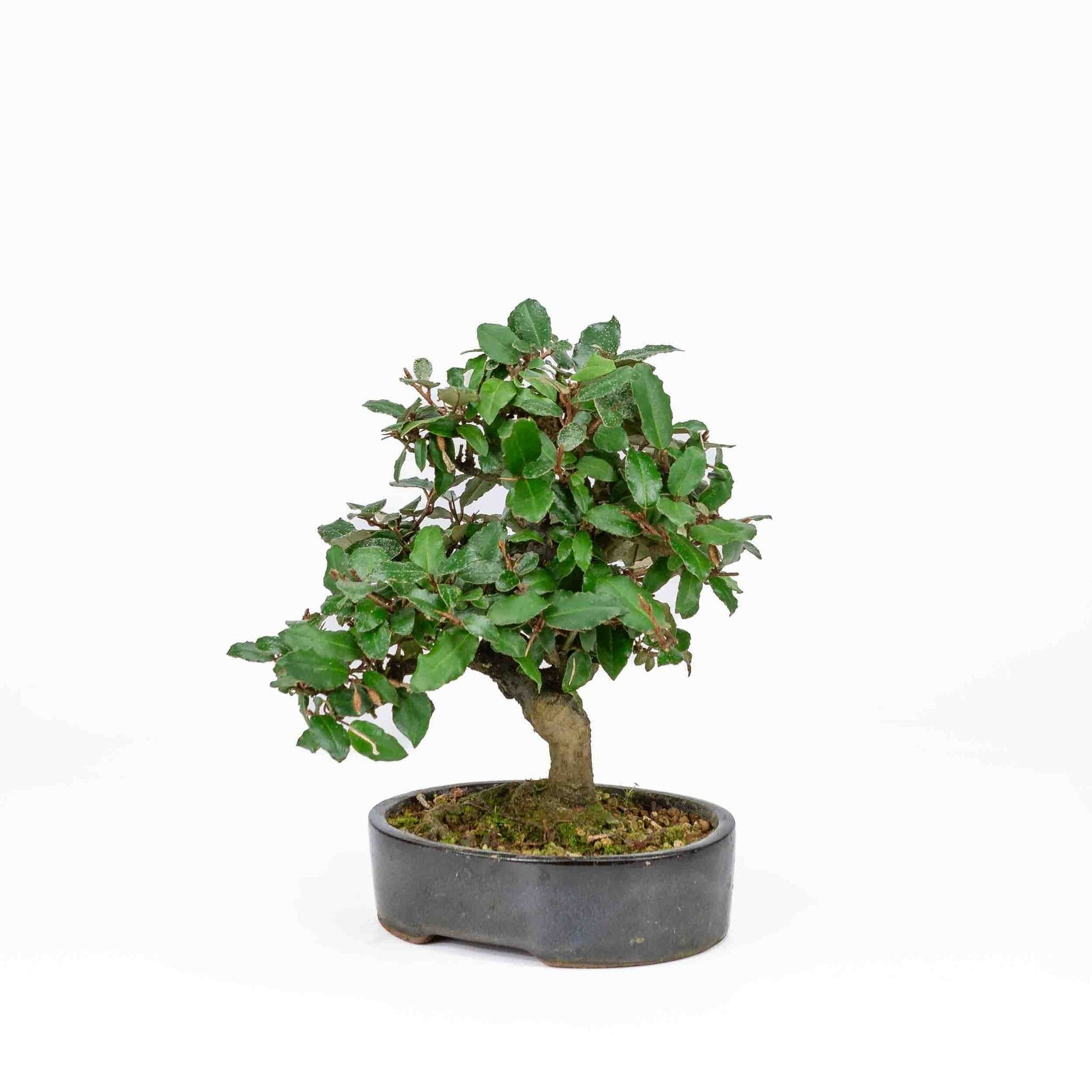 Buiten Bonsai Elaeagnus pungens donker blauwe ovale pot 15cm, hoogte 24cm