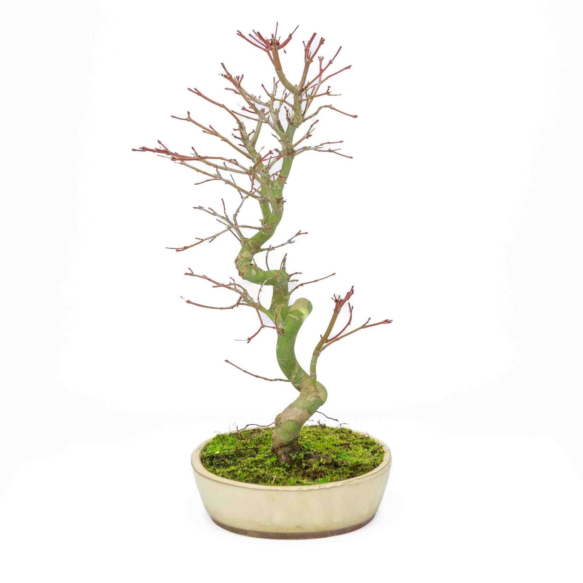 Buiten Bonsai Acer palmatum creme ovale pot 20cm, hoogte ~ 40cm