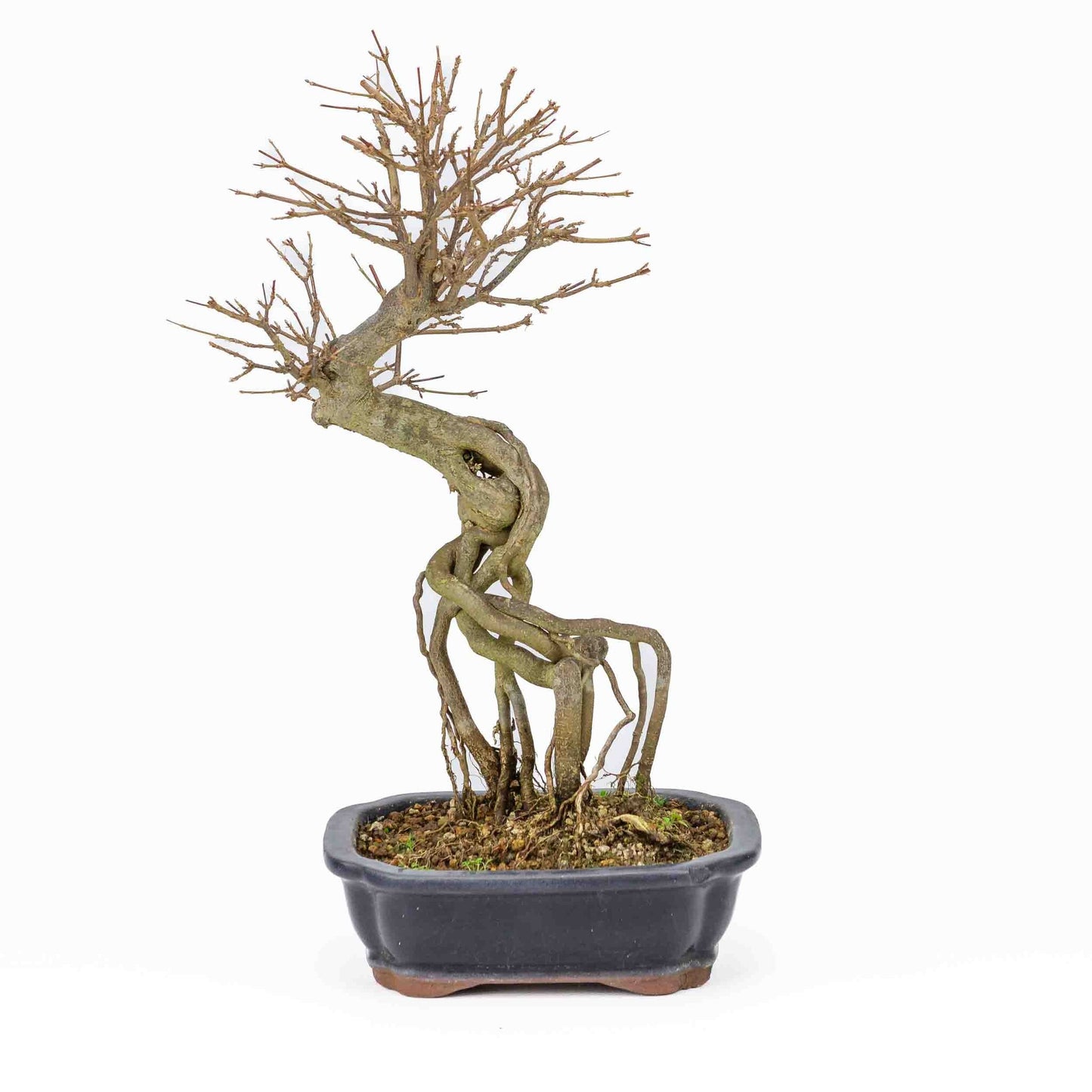 Buiten Bonsai Acer buergerianum blauwe rechthoekige Mokko pot 19cm, hoogte ~40cm