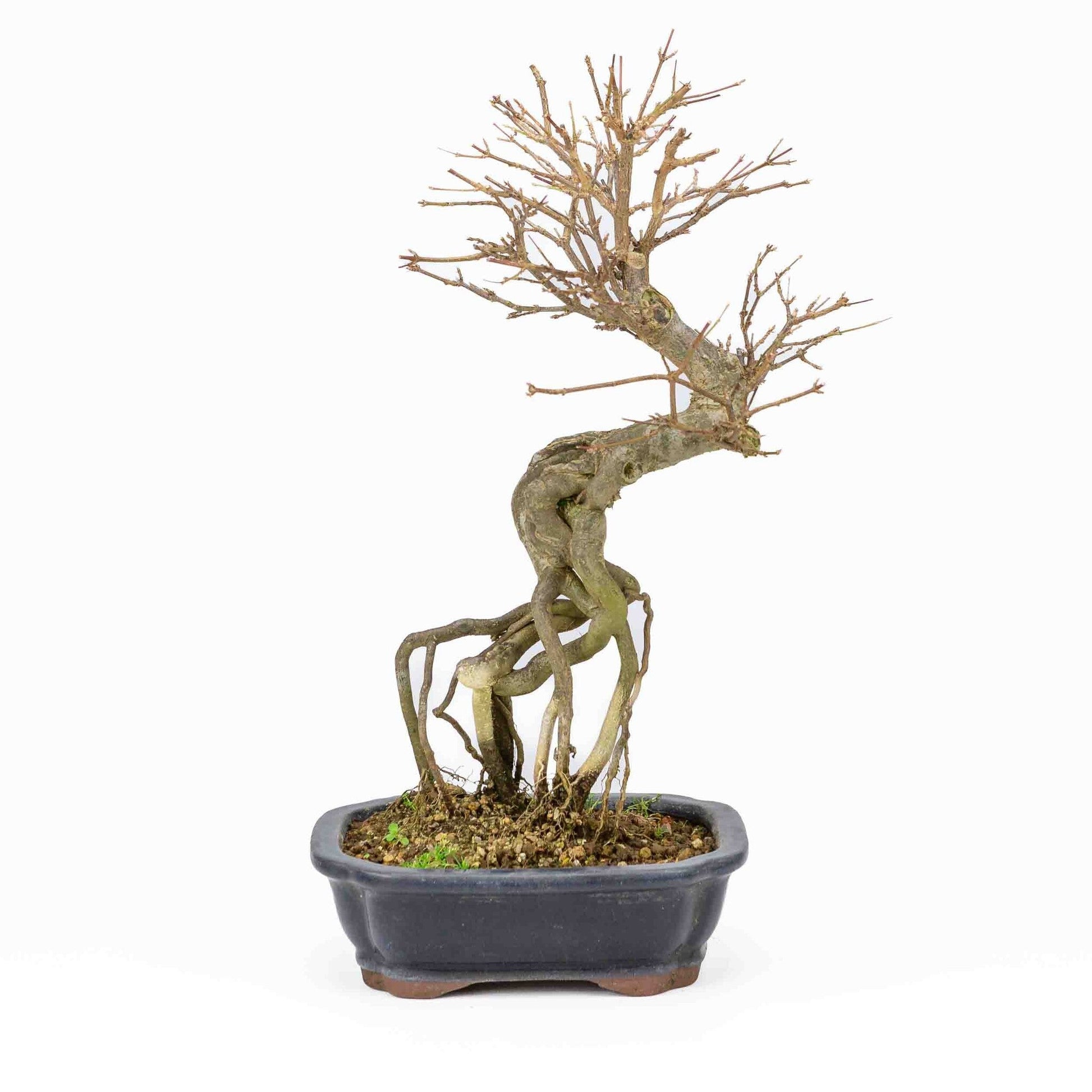 Buiten Bonsai Acer buergerianum blauwe rechthoekige Mokko pot 19cm, hoogte ~40cm