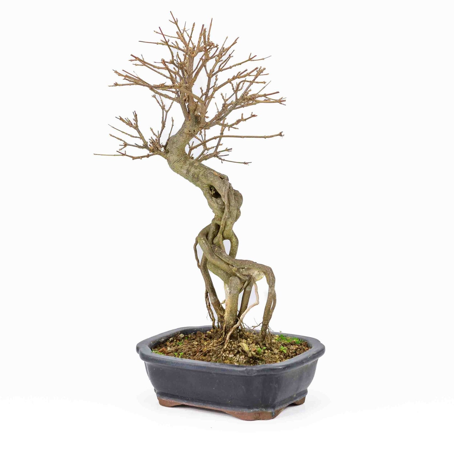 Buiten Bonsai Acer buergerianum blauwe rechthoekige Mokko pot 19cm, hoogte ~40cm