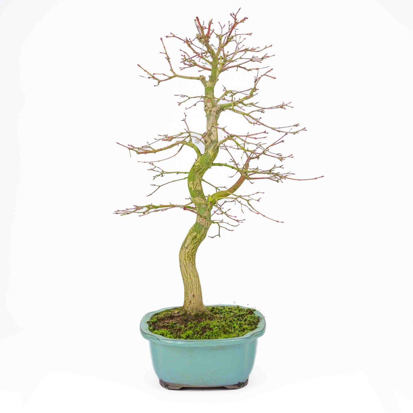 Buiten Bonsai Acer palmatum turquoise Mokko pot 24 cm, hoogte ~55cm