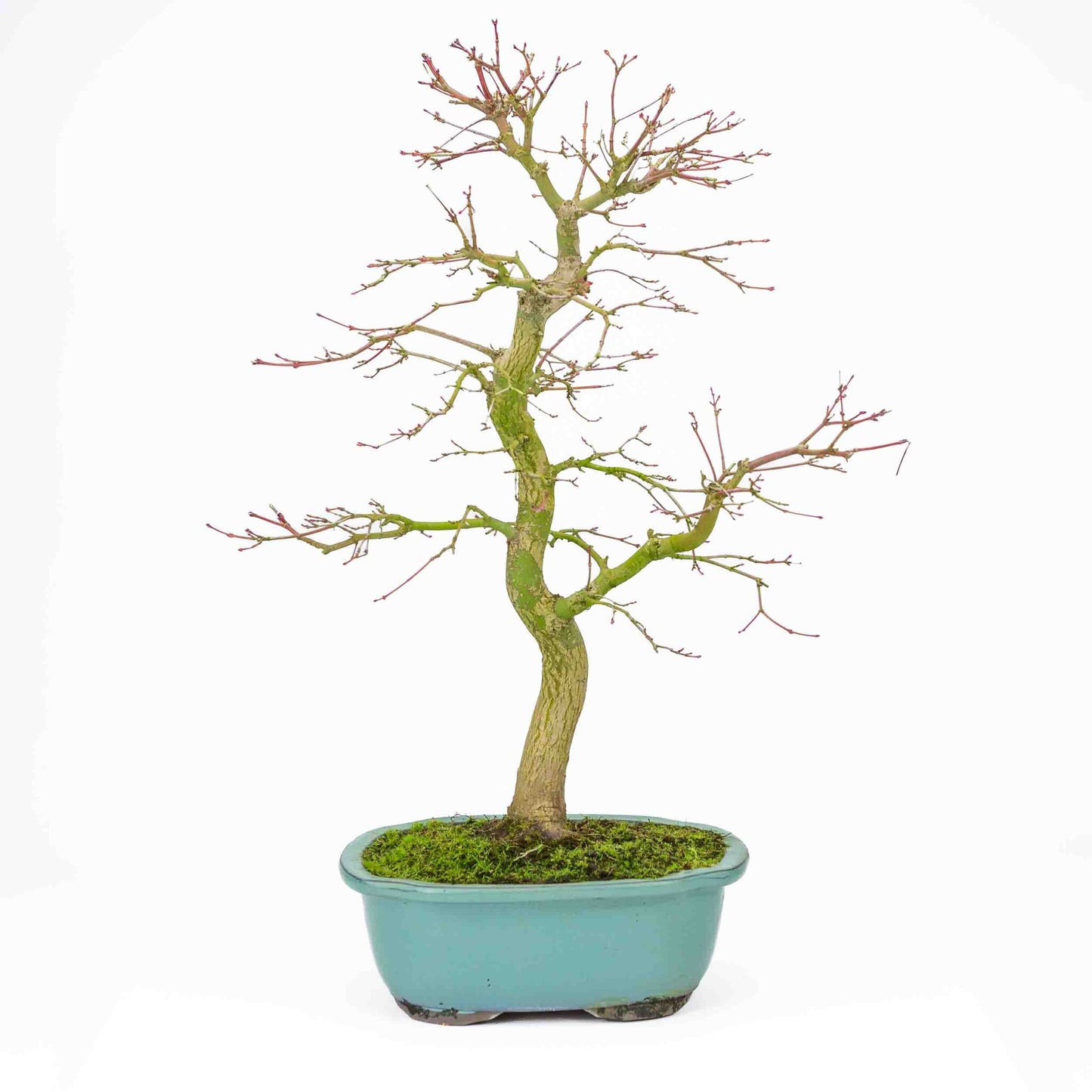 Buiten Bonsai Acer palmatum turquoise Mokko pot 24 cm, hoogte ~55cm
