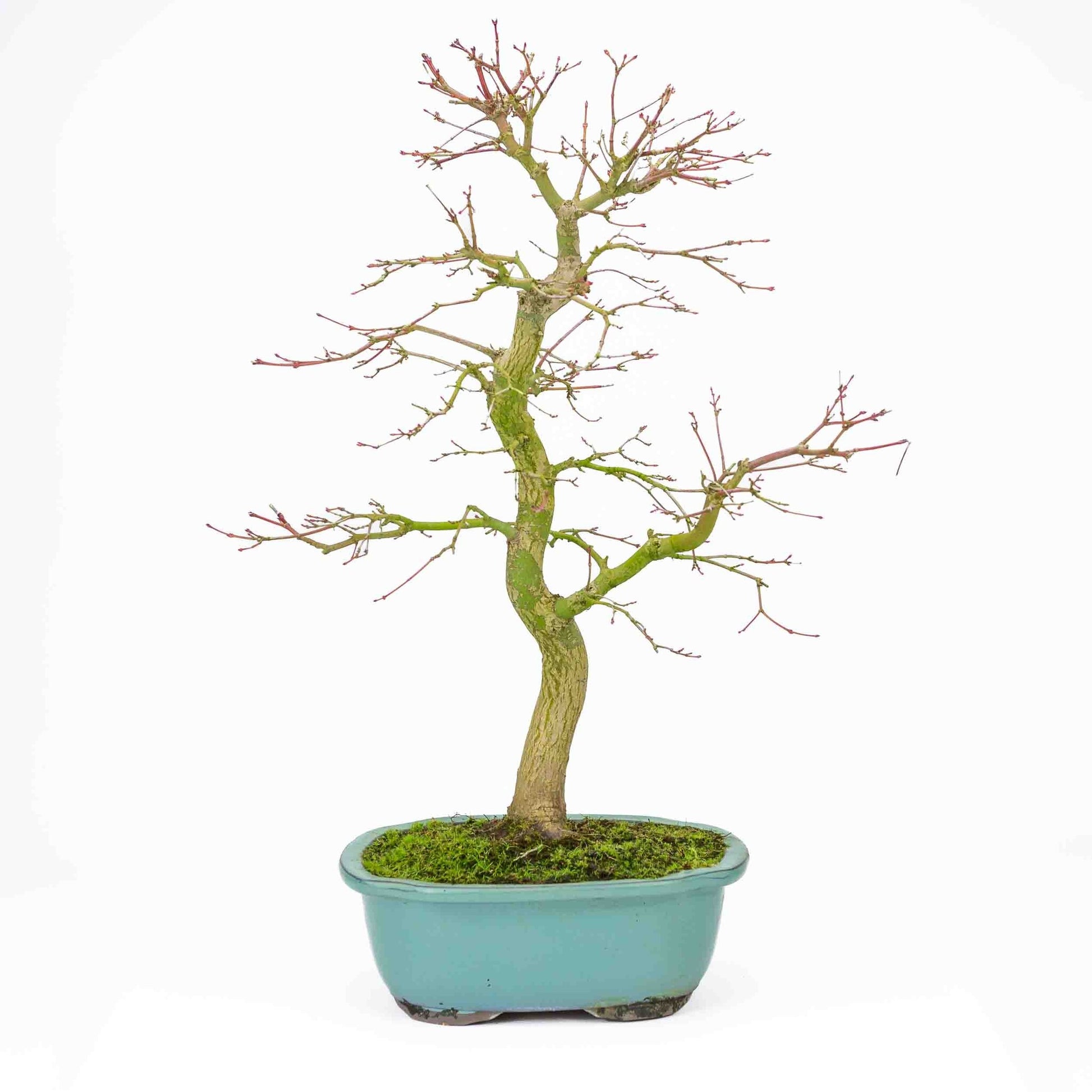 Buiten Bonsai Acer palmatum turquoise Mokko pot 24 cm, hoogte ~55cm