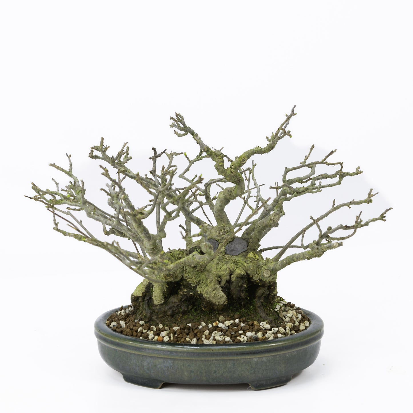 Außen-Shohin-Bonsai Ilex serrata 'Umemodoki' Grüne ovale Schale 18 cm, Höhe ~21 cm