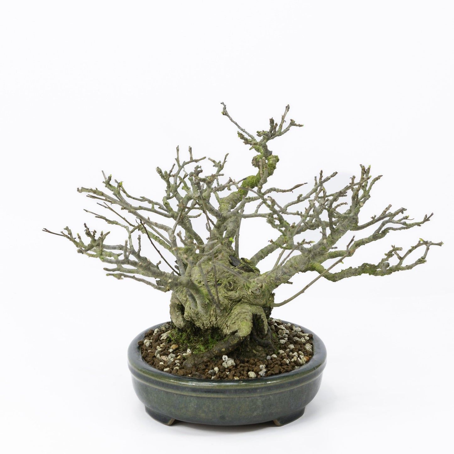 Buiten Shohin Bonsai Ilex serrata ' Umemodoki' groene ovale pot 18cm, hoogte ~21cm