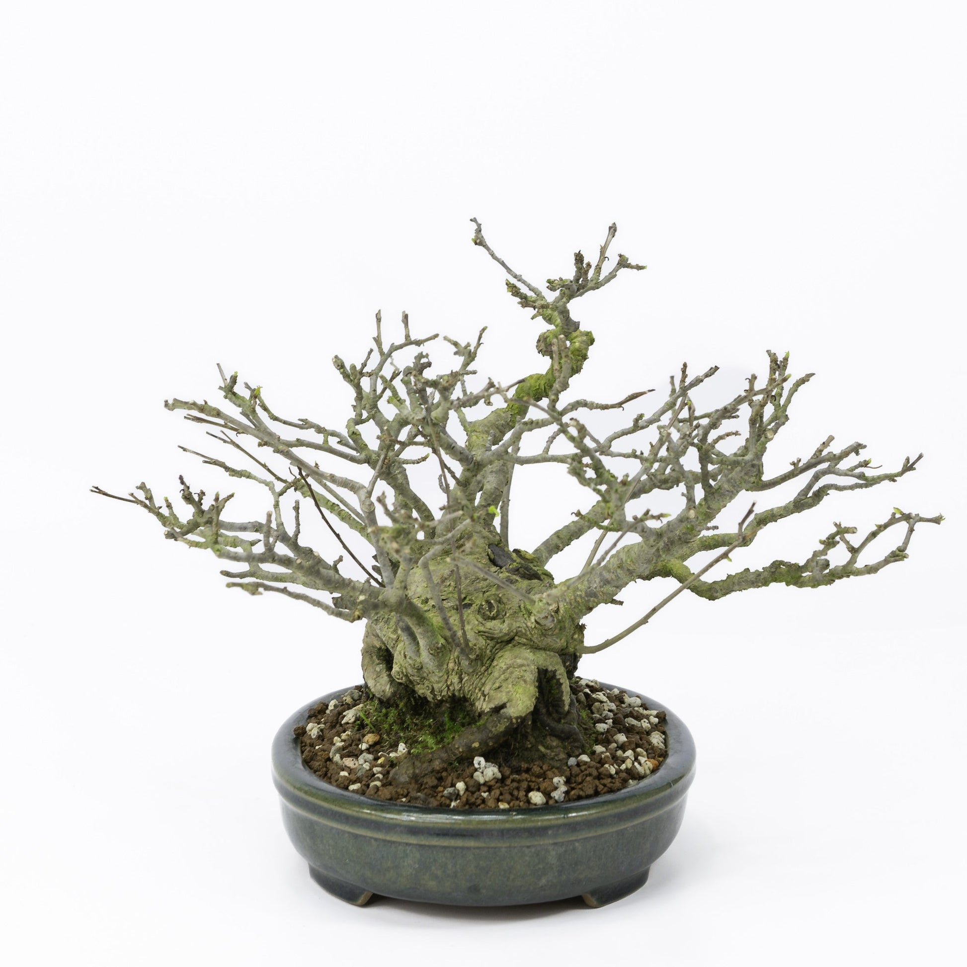 Buiten Shohin Bonsai Ilex serrata ' Umemodoki' groene ovale pot 18cm, hoogte ~21cm