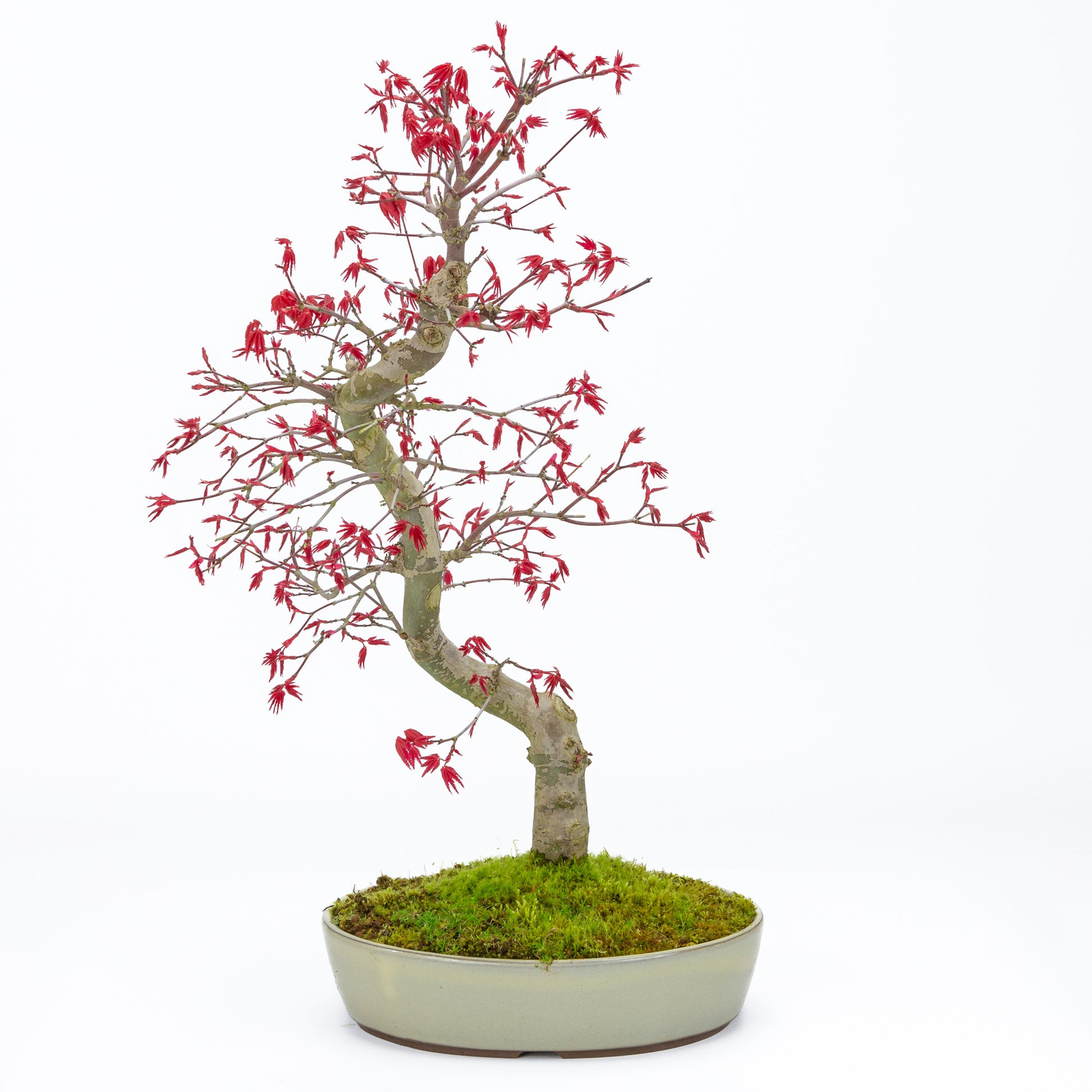 Buiten Bonsai Acer palmatum Deshojo beige ovale pot 21cm, hoogte ~45cm 