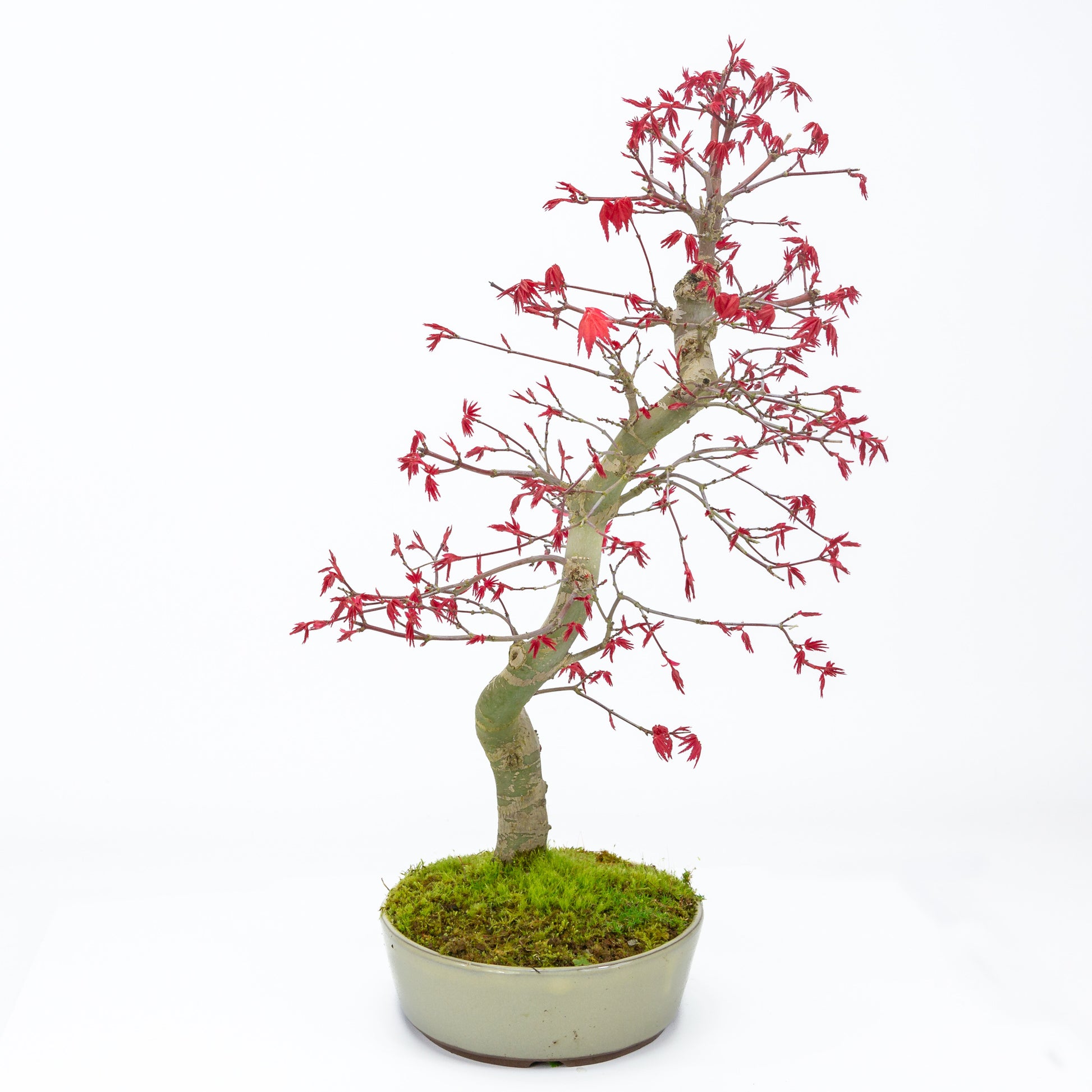 Buiten Bonsai Acer palmatum Deshojo beige ovale pot 21cm, hoogte ~45cm 