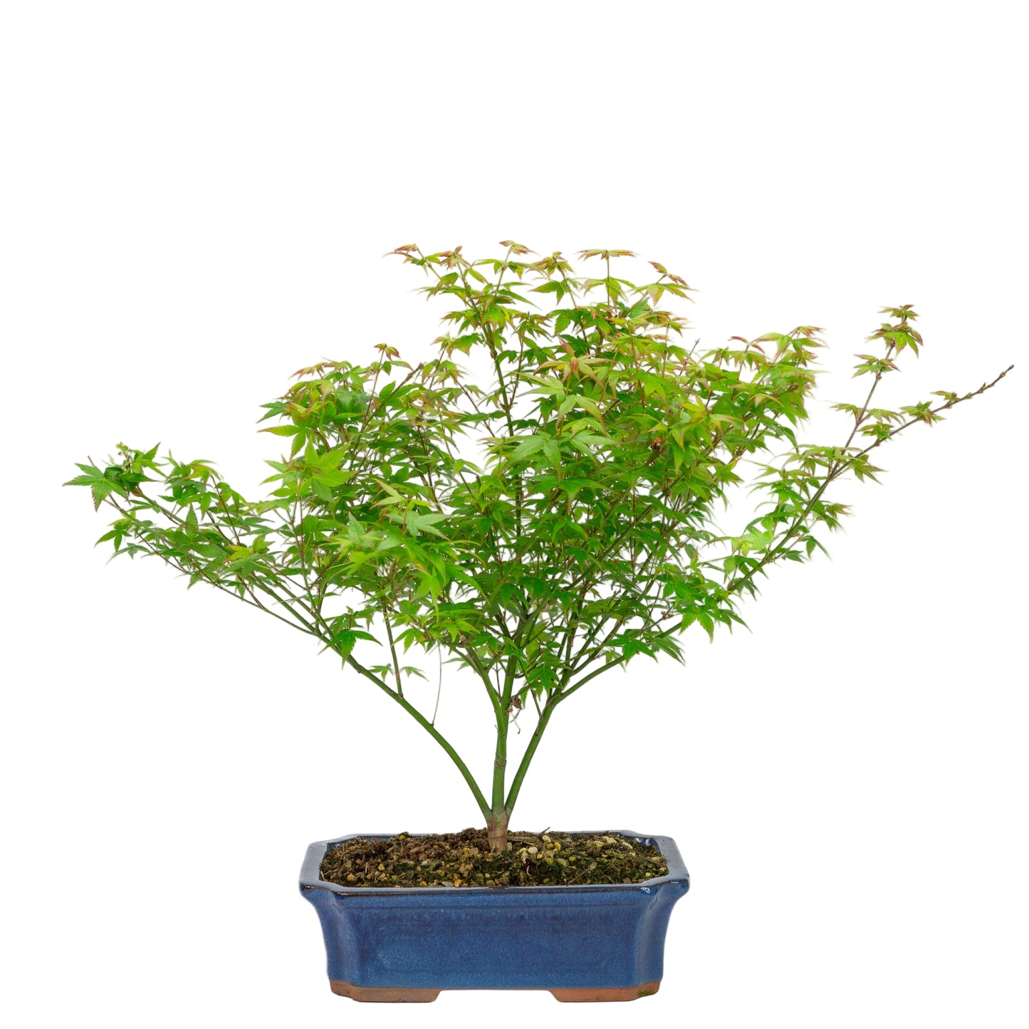 Außenbonsai Acer palmatum Little Princess blauer Mokko-Schale 25 cm, Höhe ~46 cm