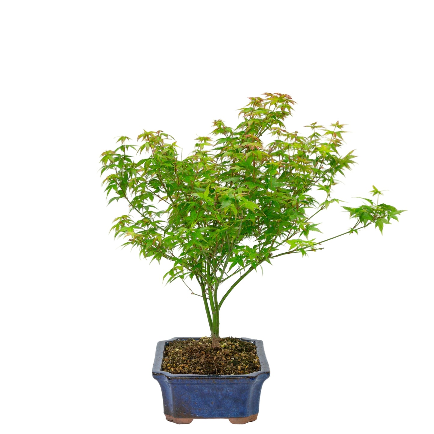 Buiten Bonsai Acer palmatum Little Princess blauwe Mokko pot 25cm, hoogte ~46cm