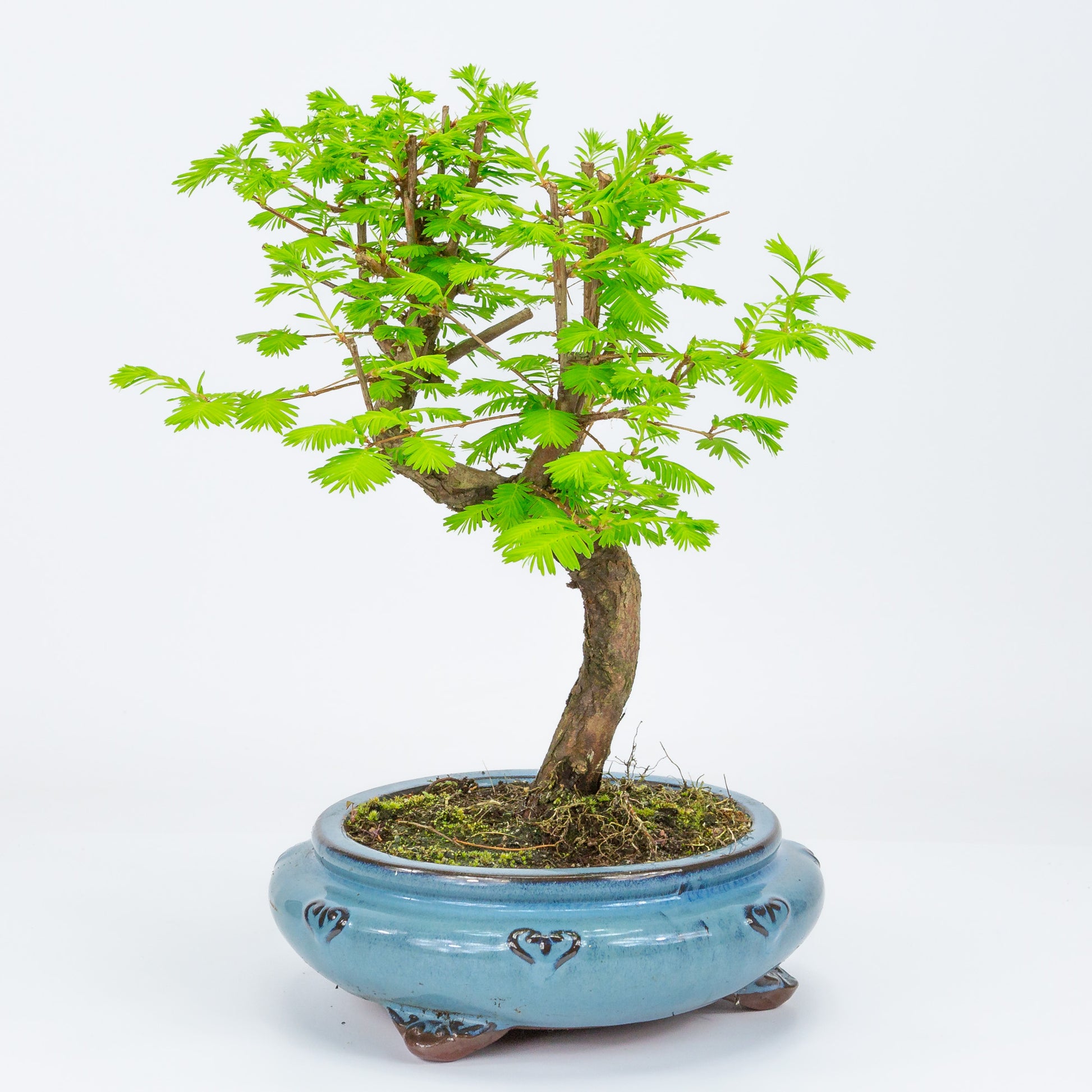 Außenbonsai Metasequoia Blaue runde Schale 20 cm, Höhe 40 cm