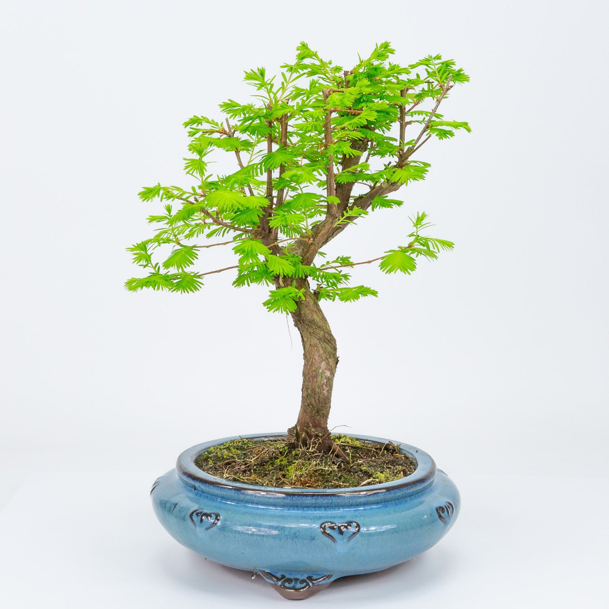 Buiten Bonsai Metasequoia blauwe ronde pot 20cm, hoogte 40cm
