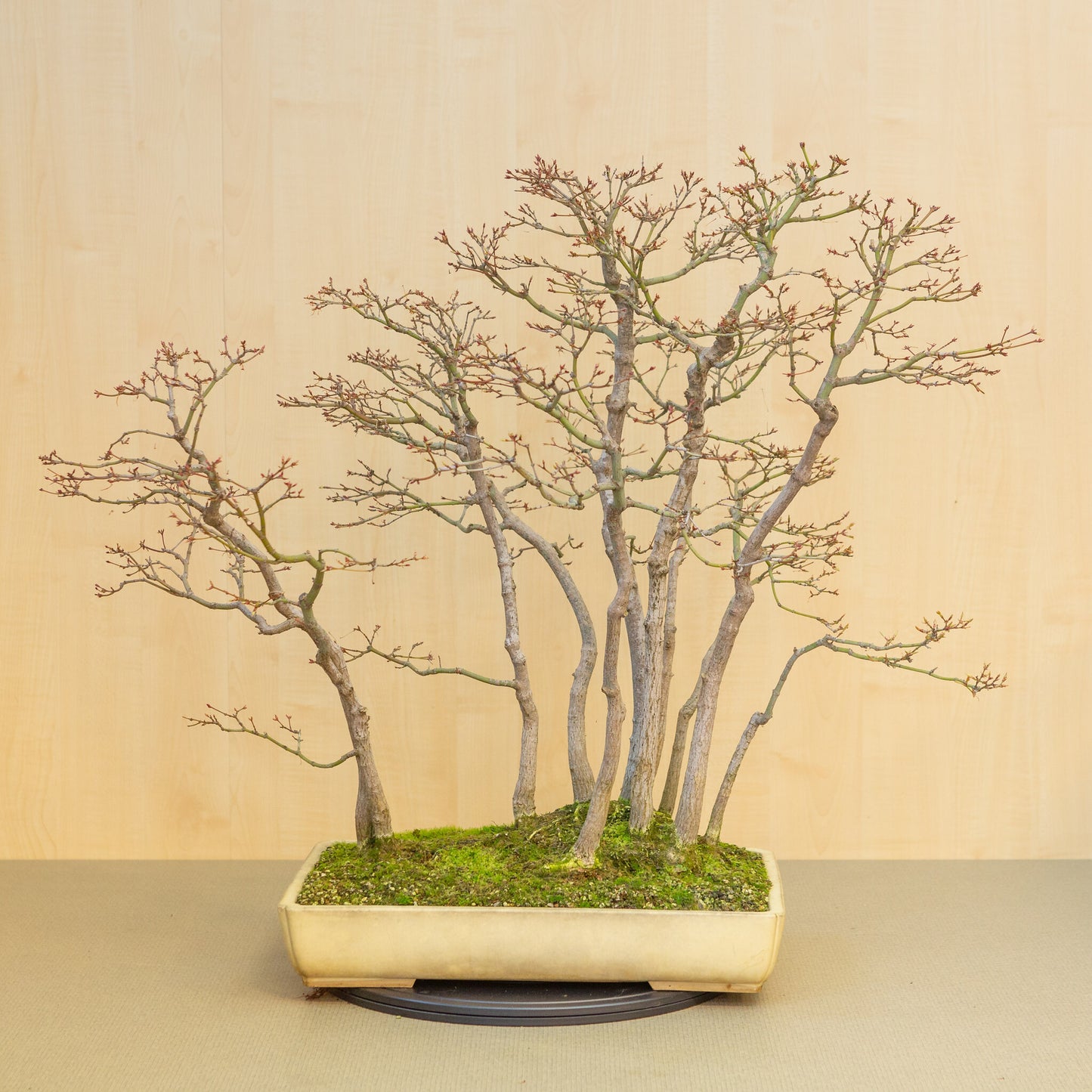 Außenbonsai Acer palmatum Gruppe beige-gelber rechteckige Schale 46 cm, Höhe ~80 cm