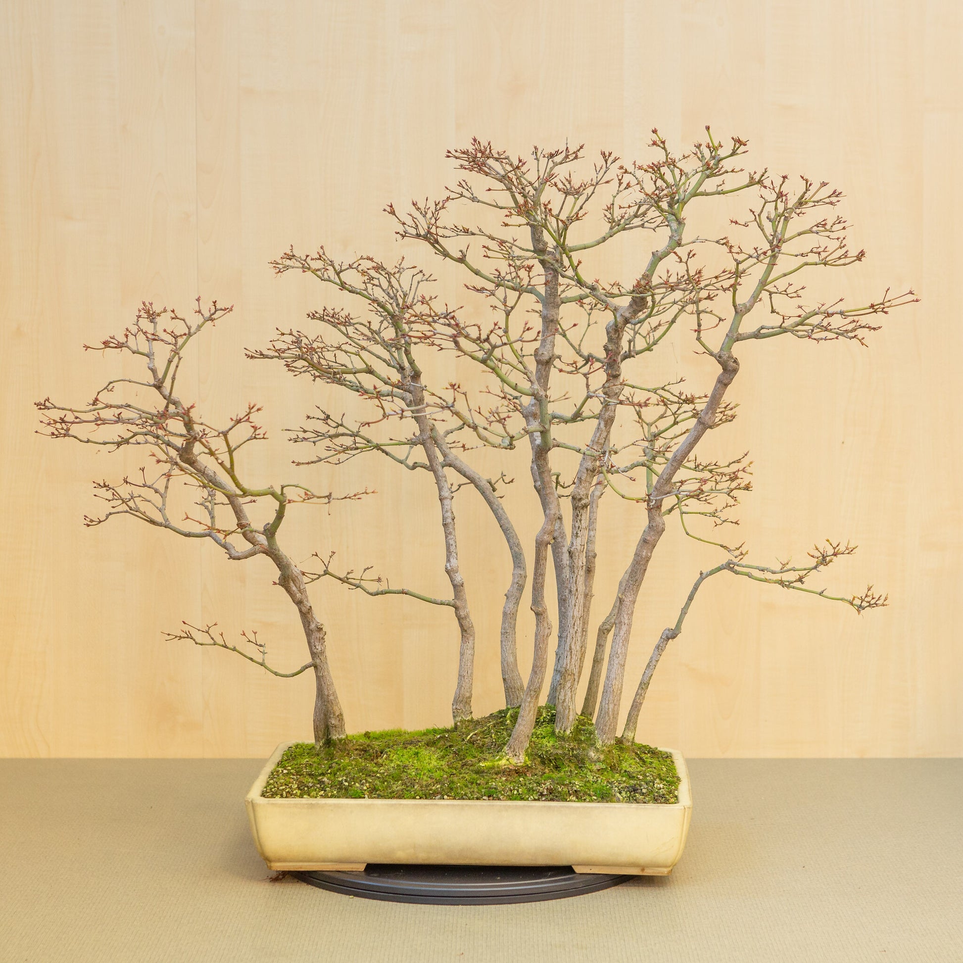 Außenbonsai Acer palmatum Gruppe beige-gelber rechteckige Schale 46 cm, Höhe ~80 cm