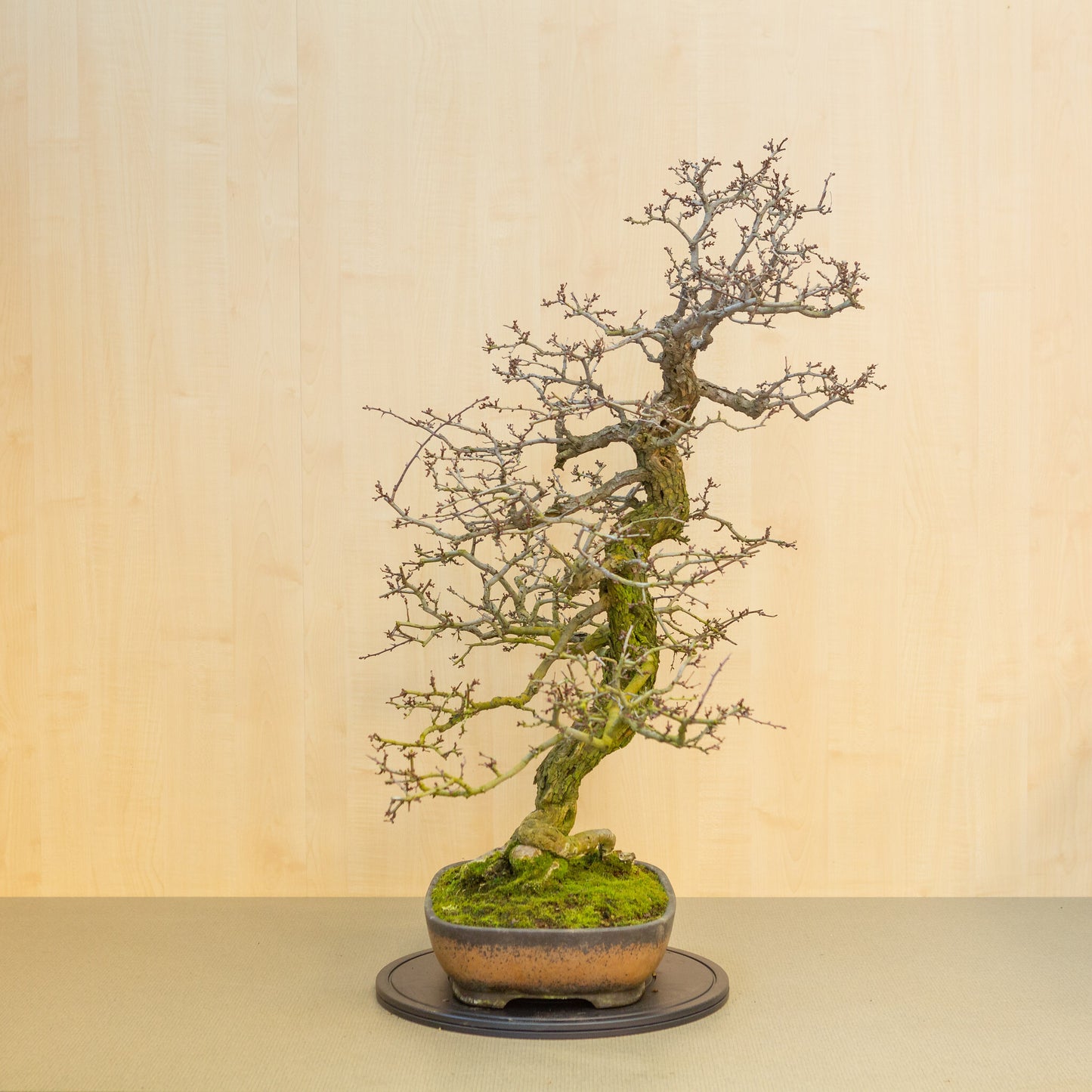 Außenbonsai Crataegus cuneata unglasiert mit brauner Glasur rechteckige Schale 38,5 cm, Höhe ~95 cm