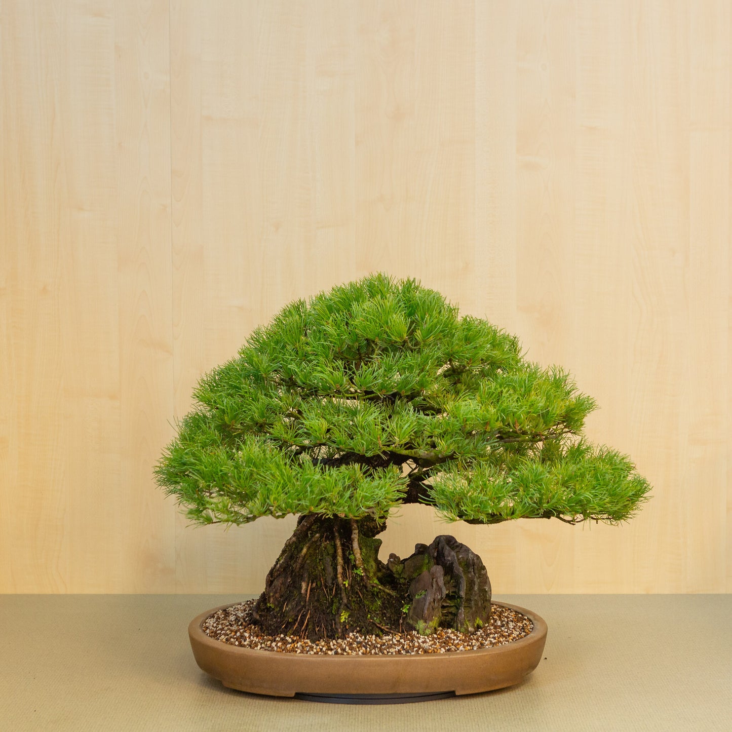 Pinus thunbergii mit Stein unglasierter ovale Schale 50 cm, Höhe ~58 cm