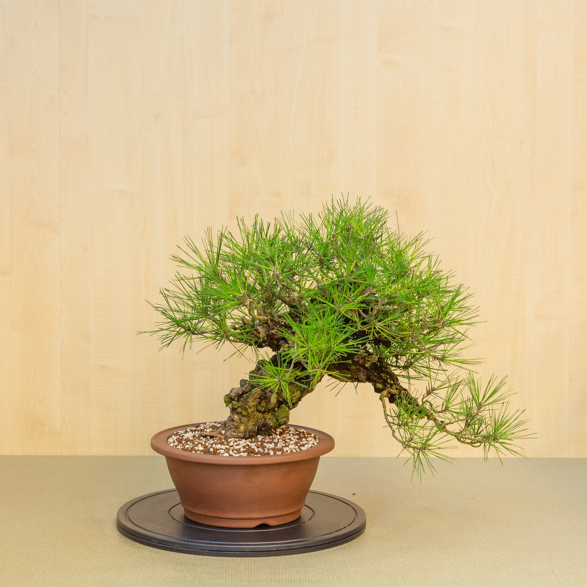 Außenbonsai Pinus thunbergii corticosa unglasierter runde Schale 29 cm, Höhe ~50 cm