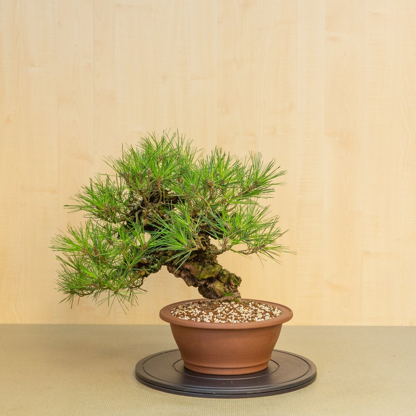 Buiten Bonsai Pinus thunbergii corticosa ongeglazuurde ronde pot 29 cm, hoogte ~50cm