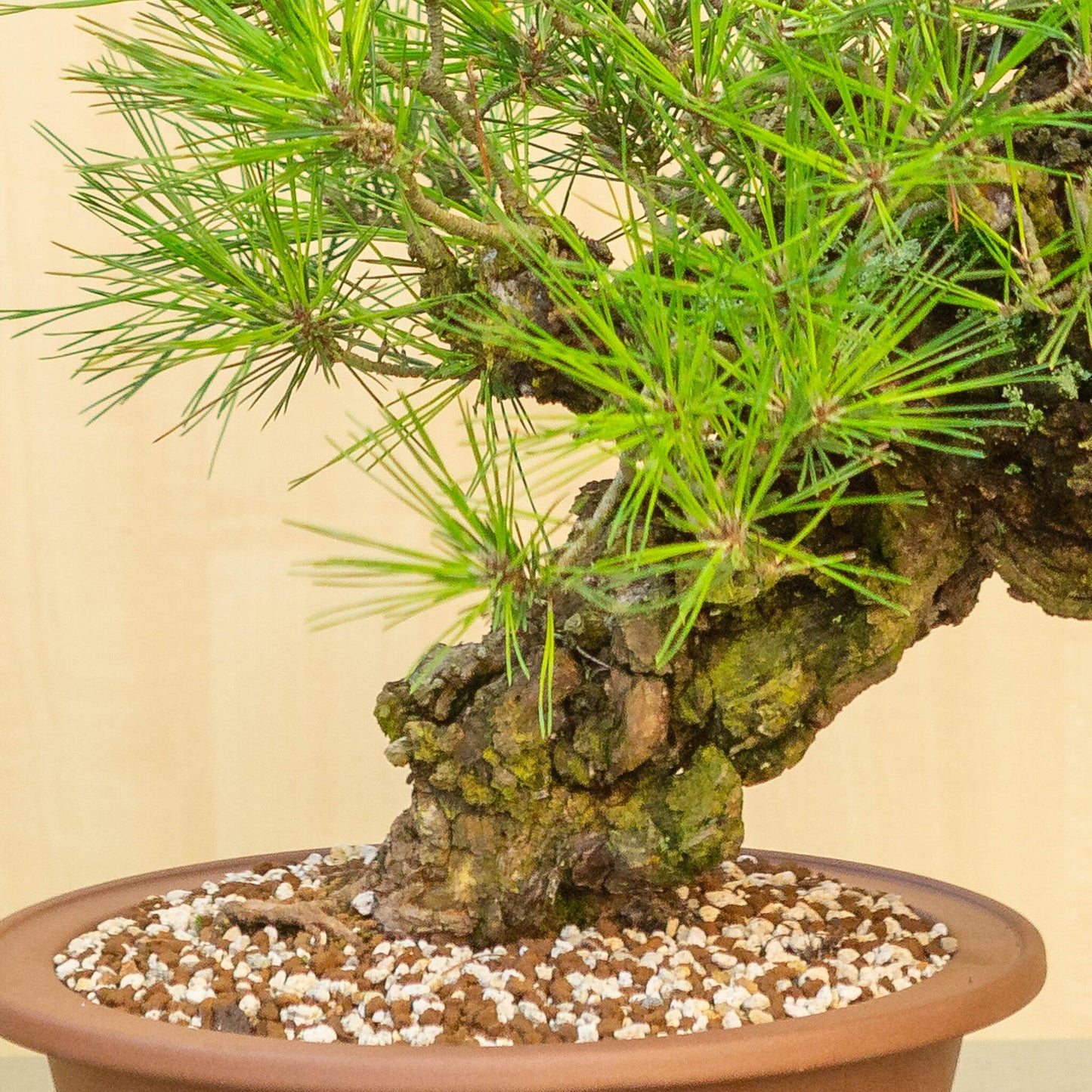 Buiten Bonsai Pinus thunbergii corticosa ongeglazuurde ronde pot 29 cm, hoogte ~50cm