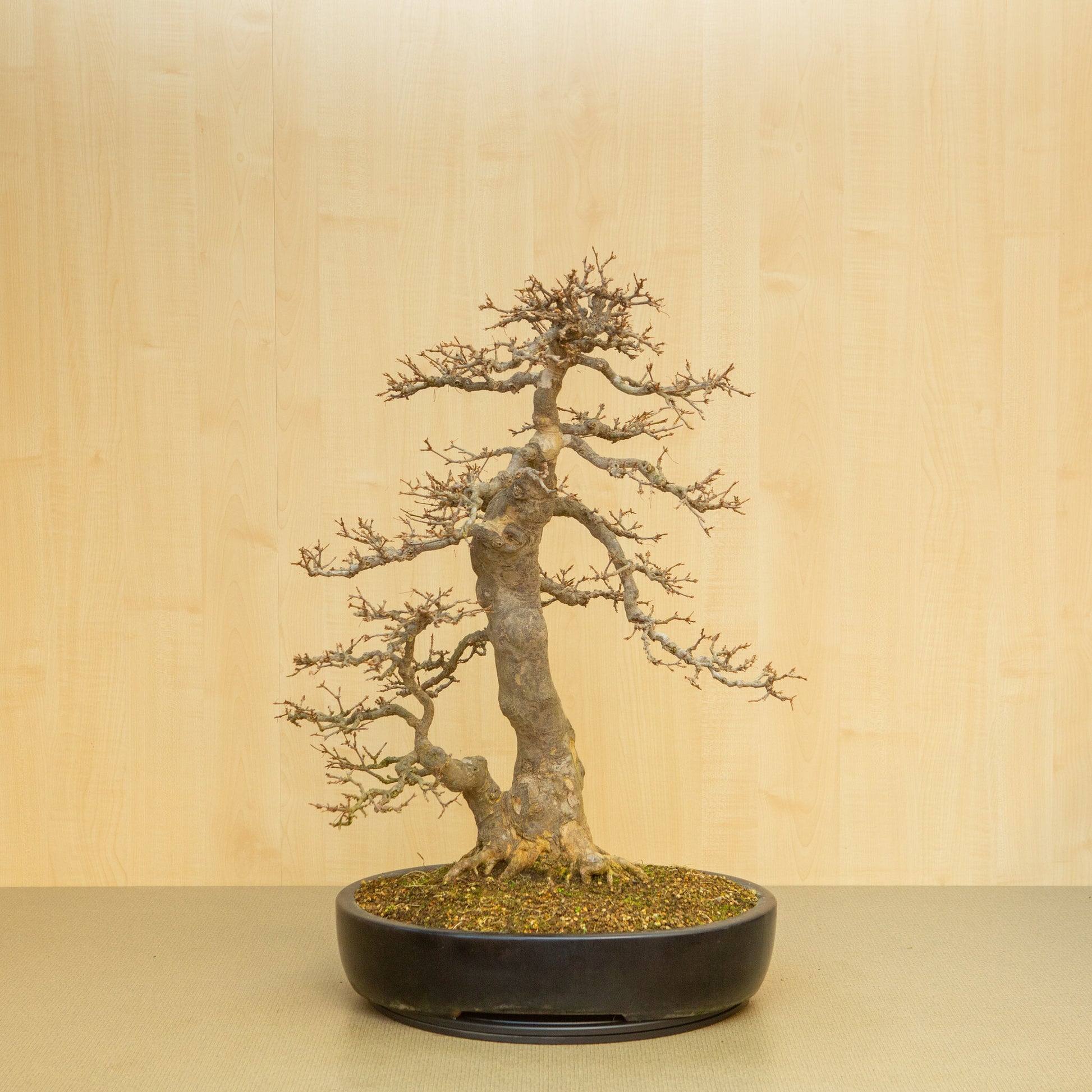 Outdoor-Bonsai Acer buergerianum Blaue ovale Schale 48 cm, Höhe ~77 cm