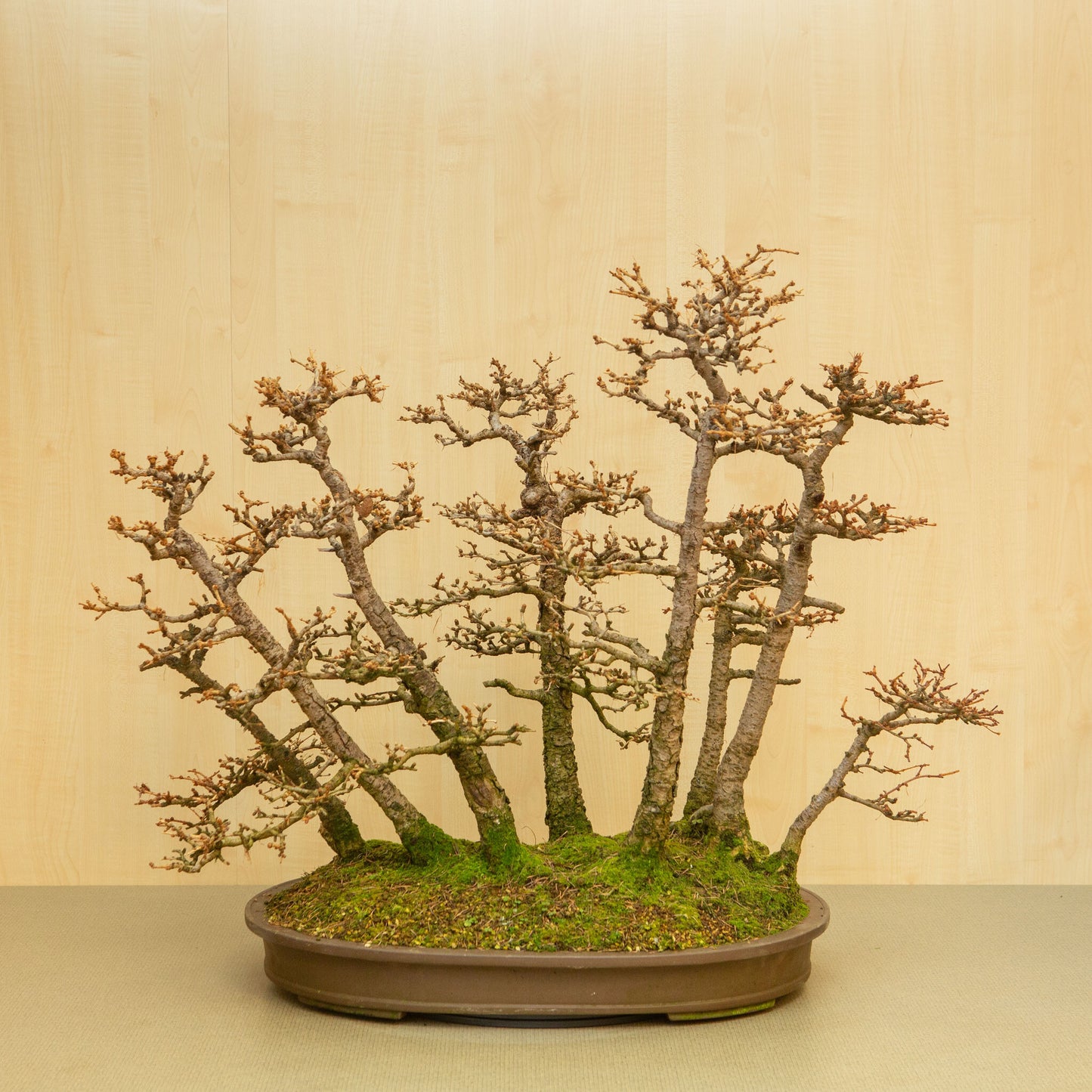 Outdoor-Bonsai Larix kaempferi unglasierter ovale Schale 62 cm, Höhe ~73 cm