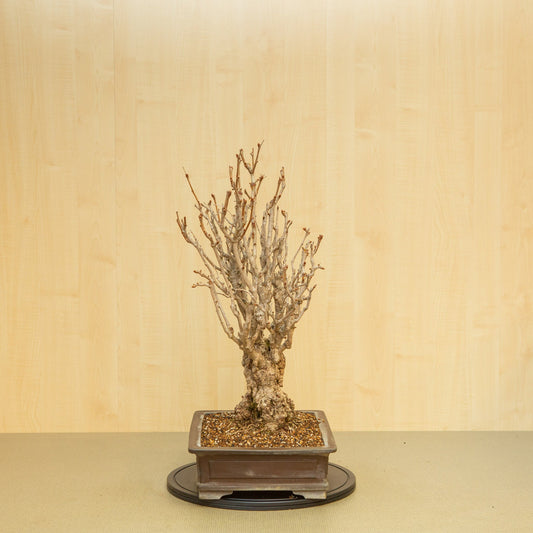 Buiten Bonsai Ginkgo biloba ongeglazuurde rechthoekige pot 39 cm, hoogte ~72 cm