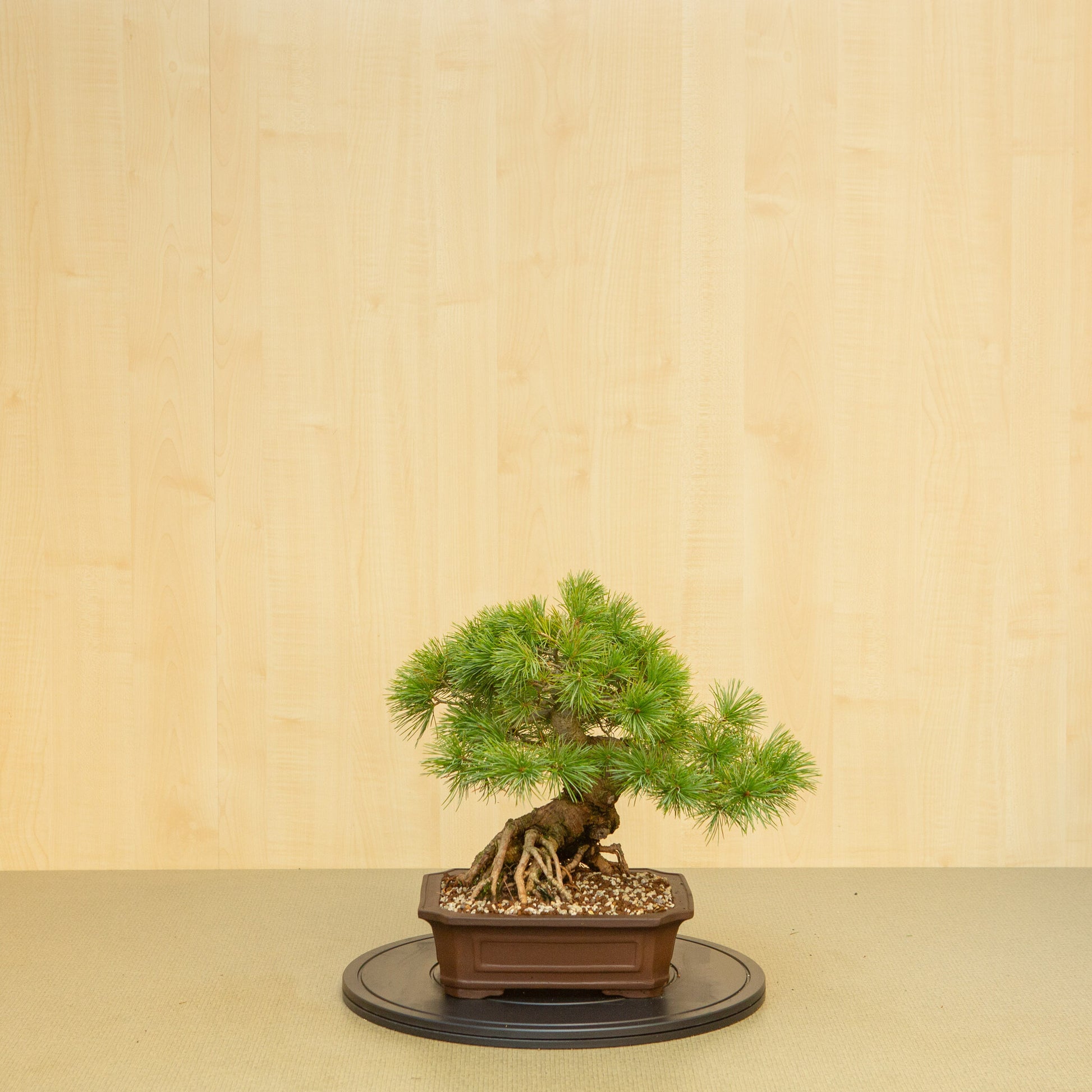 Außenbonsai Pinus parviflora unglasierter Mokko-Schale 26 cm, Höhe ~37 cm