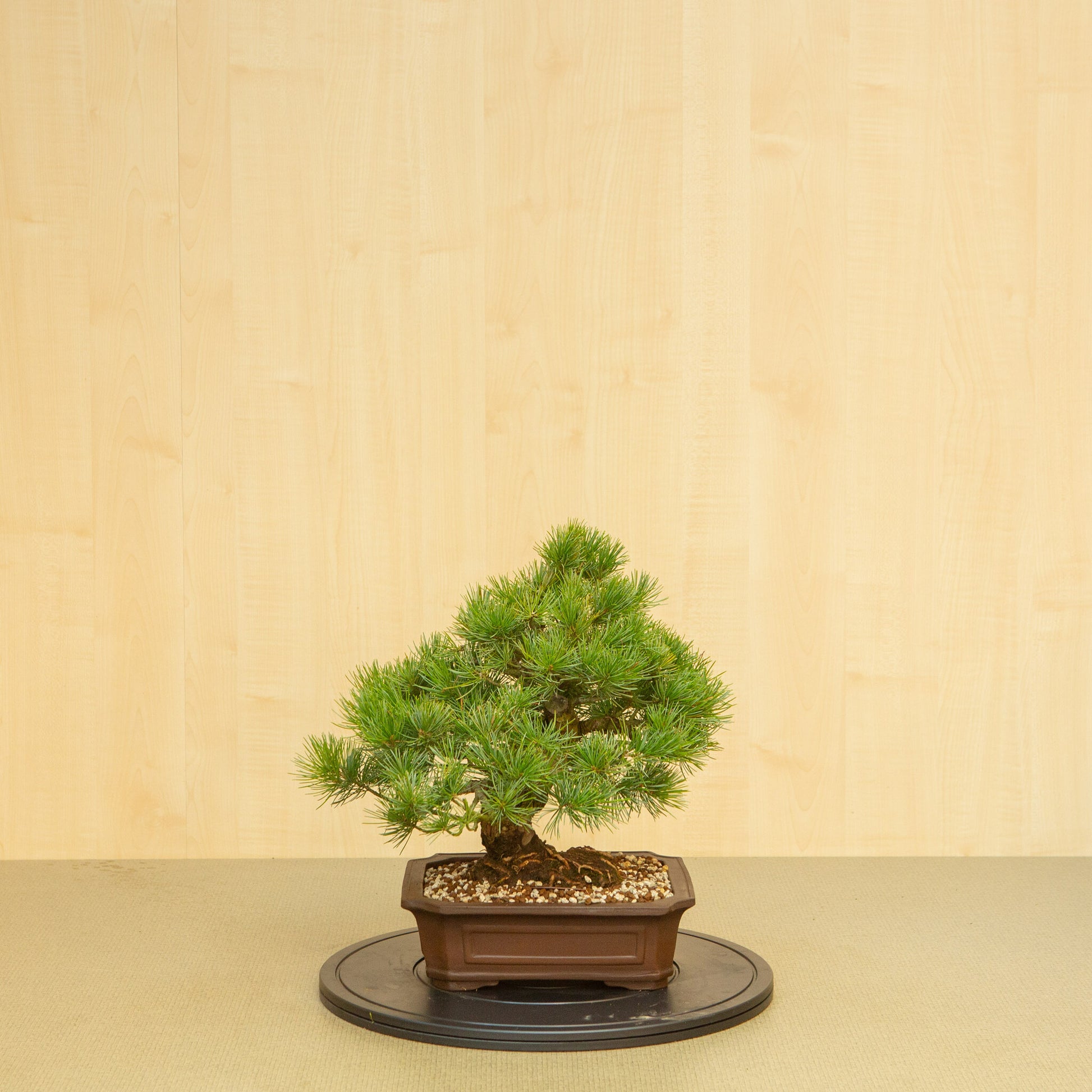 Außenbonsai Pinus parviflora unglasierter Mokko-Schale 25 cm, Höhe ~39 cm